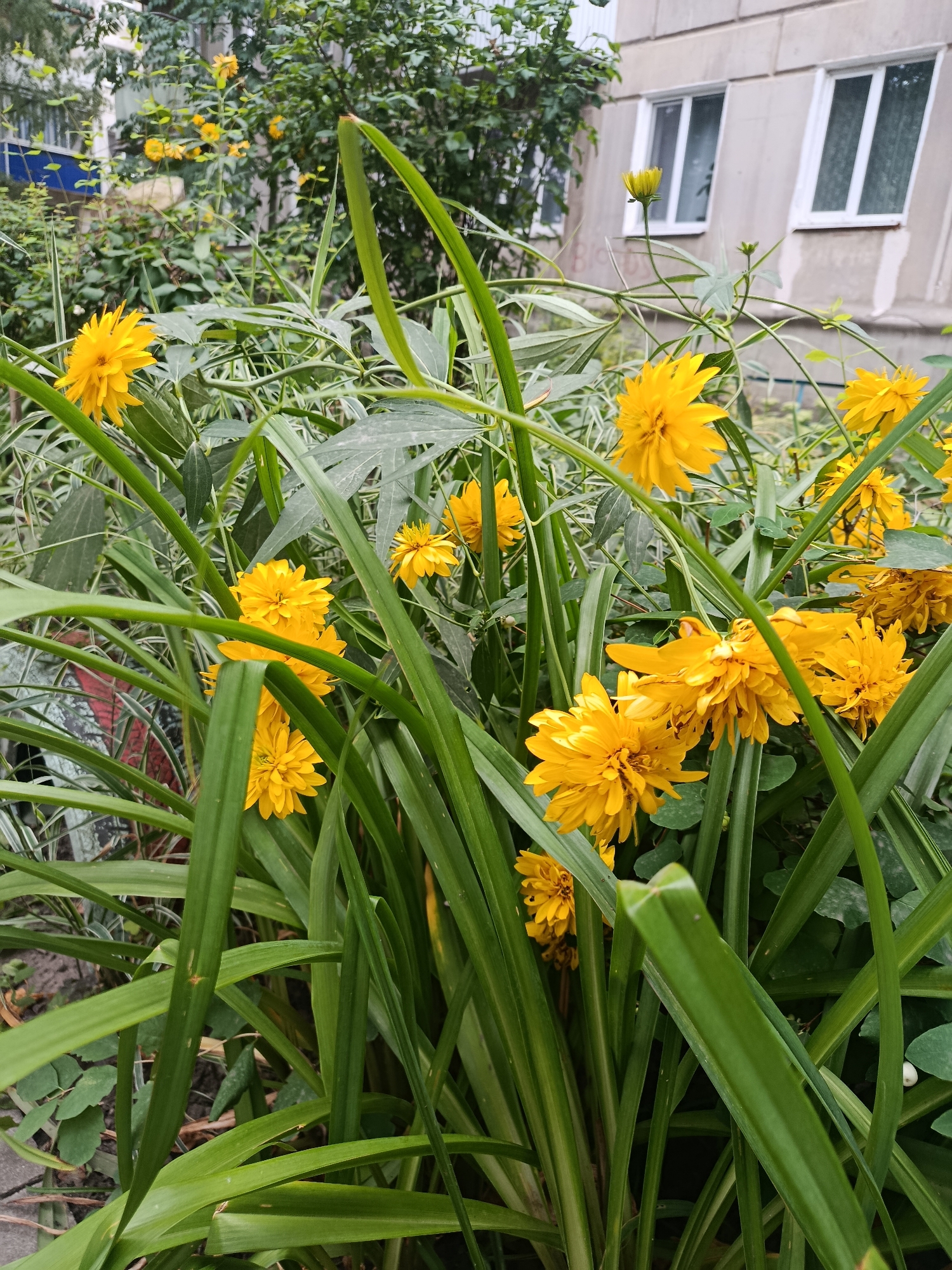 The image shows a patch of yellow flowers with multi-layered petals, likely Rudbeckia, blooming in front of a muted gray building with two white-framed windows visible. The flowers are surrounded by lush green foliage, including long, slender grass-like leaves and broader, darker green leaves. The building appears to be an apartment building, suggested by the windows and the overall architecture. The scene is outdoors, likely in a residential area. Based on the context provided, this location is Syzran, Russia. There are no people or animals visible in the image. The lighting suggests it is daytime, possibly overcast, as there are no harsh shadows. The focus is on the vibrant yellow flowers amidst the greenery.