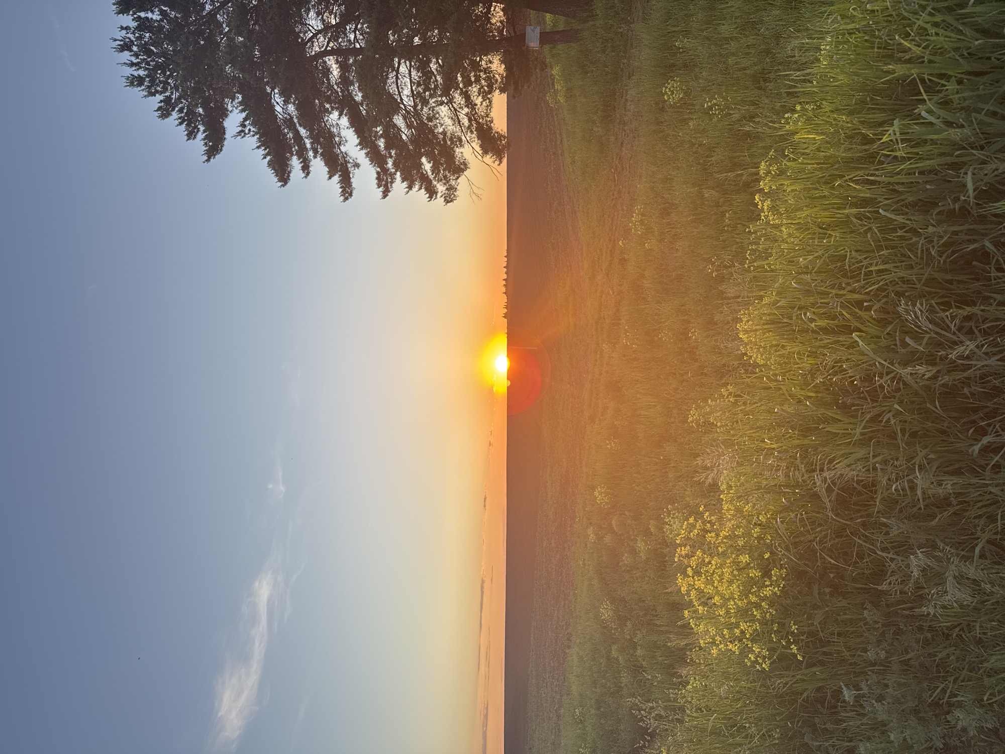 This image depicts a rural landscape scene at either sunrise or sunset in the city of Perevoznoe, Russia. The low-lying sun, a bright yellow-orange orb, is positioned centrally just above the distant horizon, casting an intense golden light across the foreground and generating a distinct lens flare. The sky transitions from a clear light blue at the top, featuring faint wispy clouds, to warm orange and yellow hues near the horizon. The midground comprises a vast, flat expanse of dark, cultivated earth stretching to meet the distant horizon, which shows a faint, irregular line of trees or bushes. The foreground is dominated by dense, tall green grass interspersed with clusters of bright yellow wildflowers. On the far right, a large evergreen tree, likely a pine, rises into the frame, partially silhouetted against the sky, with a small, unreadable rectangular sign attached to its trunk. No human figures or identifiable animal life are present within the frame.