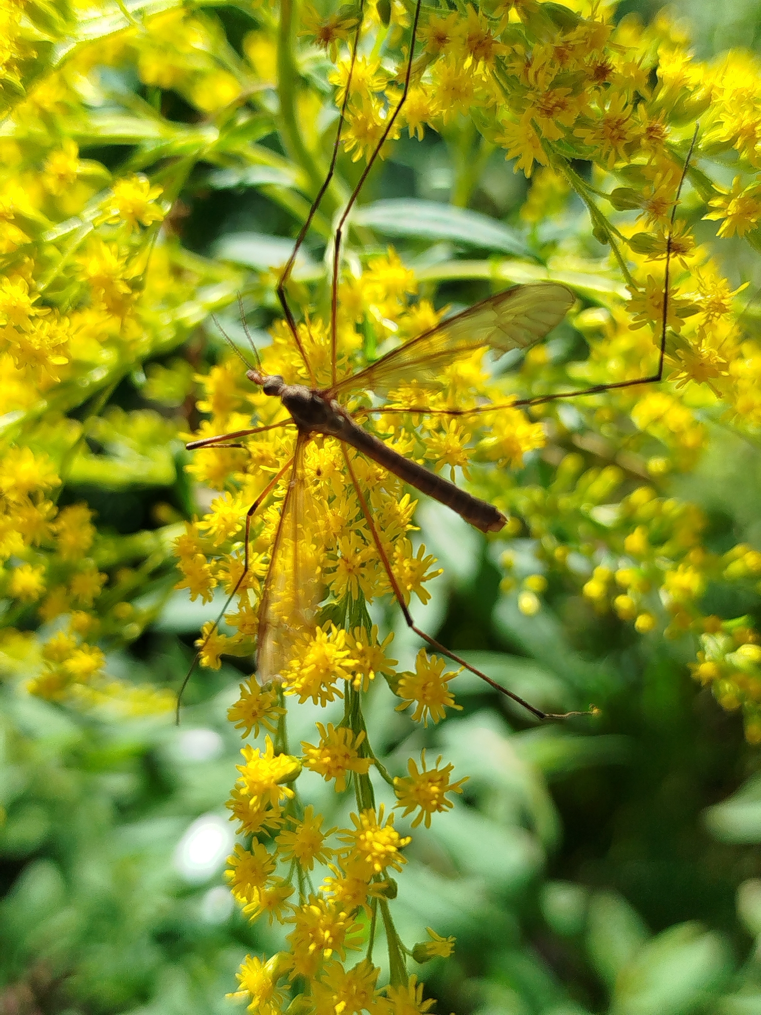 A crane fly, identified as a member of the family Tipulidae, is perched on a cluster of small yellow flowers. The fly's long, slender legs are spread out, and its delicate wings are visible, appearing translucent in the sunlight. The background is a soft blur of green foliage and more yellow blossoms, suggesting a natural outdoor environment. The image was captured in the city of Chkalovskoye SNT, Russia.