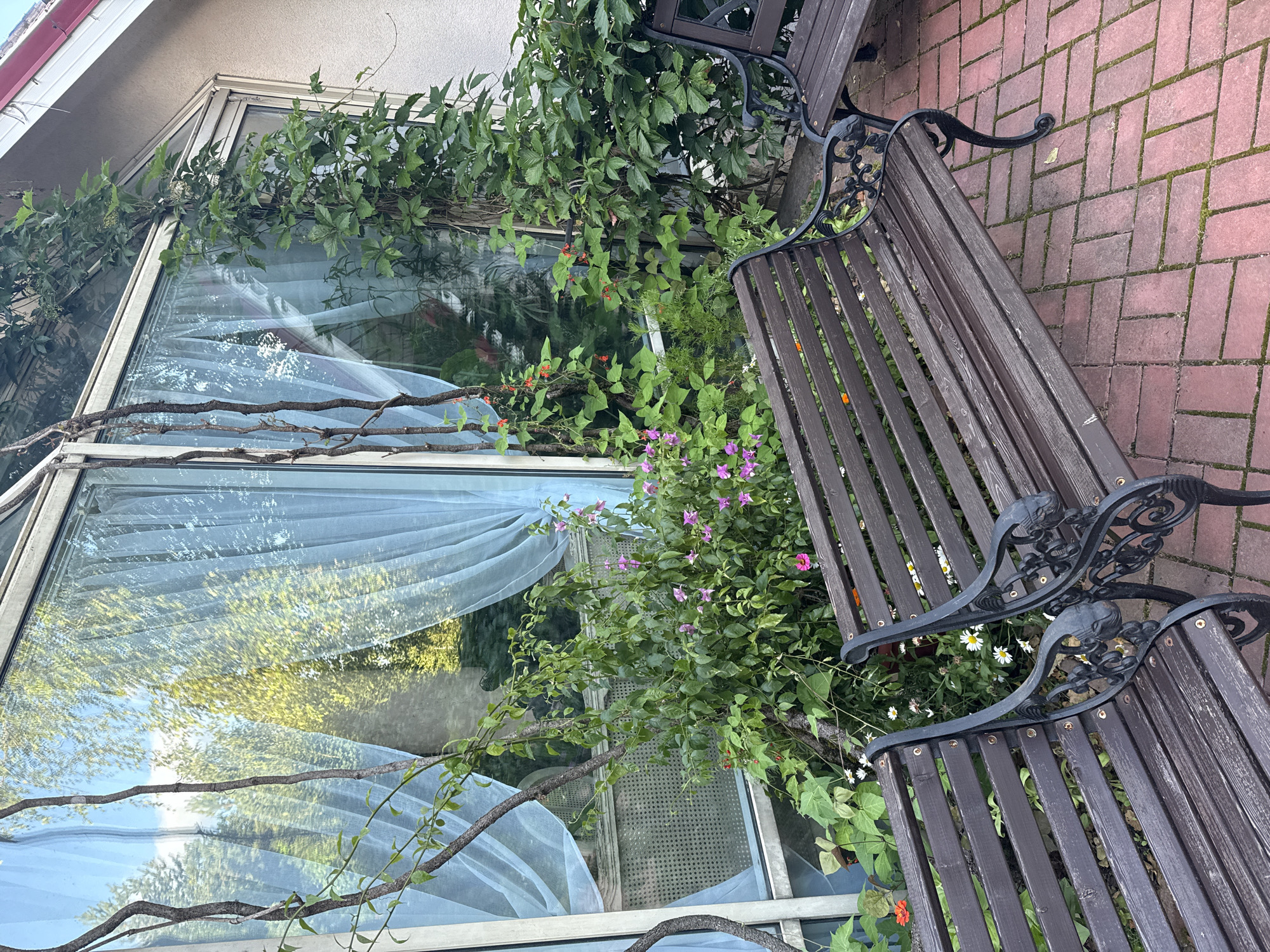 The image depicts an outdoor seating area adjacent to a building with a large window. Two dark wooden benches with ornate black metal legs are positioned on a red brick patio laid in a herringbone pattern. Lush green foliage and small pink and white flowers are growing around and in front of the benches, partially obscuring a portion of the window which is covered by light blue curtains. A vine with green leaves is growing up the side of the building and across the window frame. The window reflects green trees and a blue sky. The overall impression is of a tranquil garden setting outside a residential or commercial building. The location is identified as Yukki, Russia.