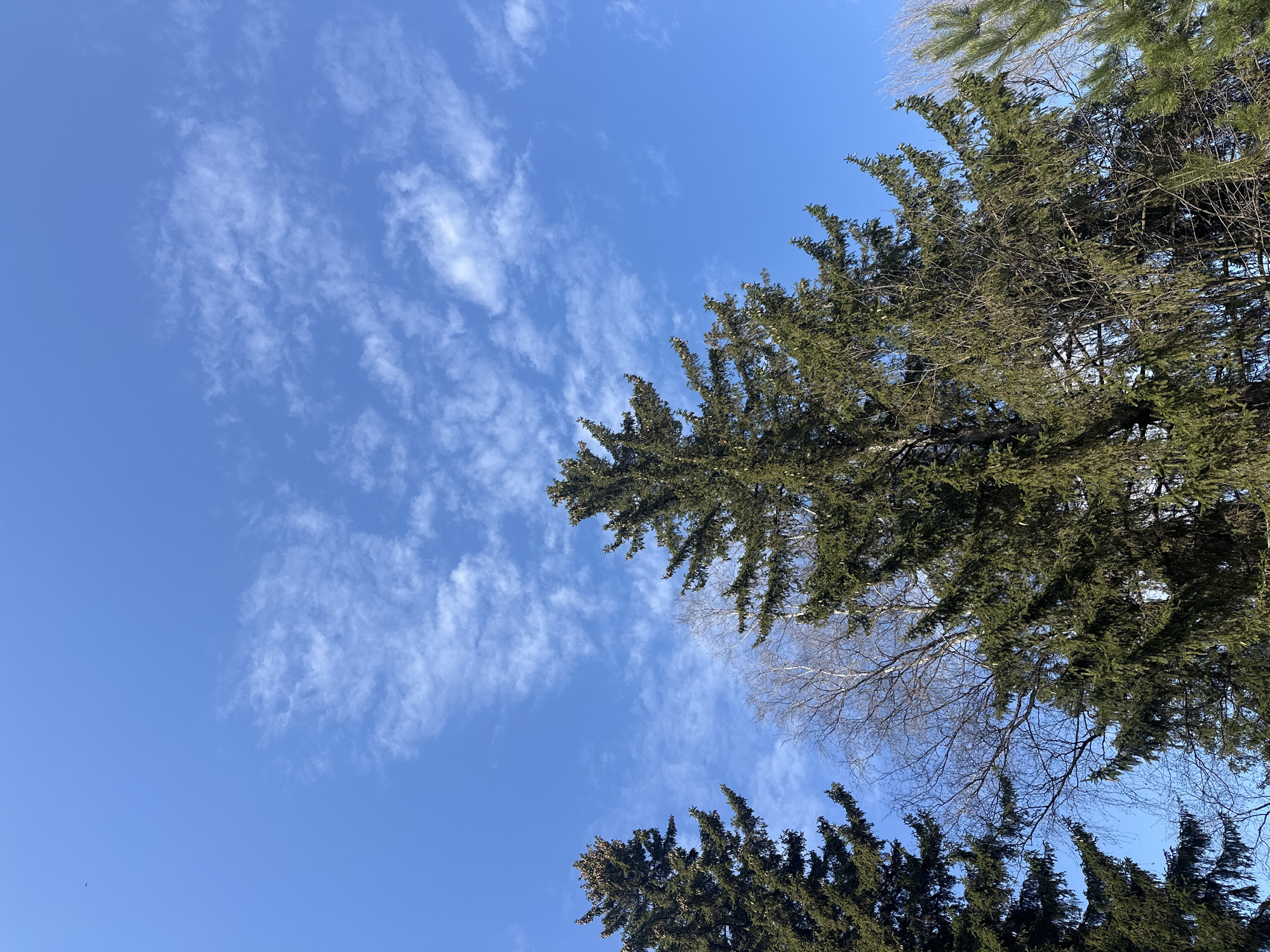 The image shows a view looking up towards a blue sky with wispy clouds. Conifer tree branches are visible in the upper right and lower center/left of the frame. Some bare tree branches are intertwined with the conifers. The location is likely in Chaikovsky, Russia, as requested. The scene appears to be outdoors, possibly a park or wooded area. There are no people visible in the image.