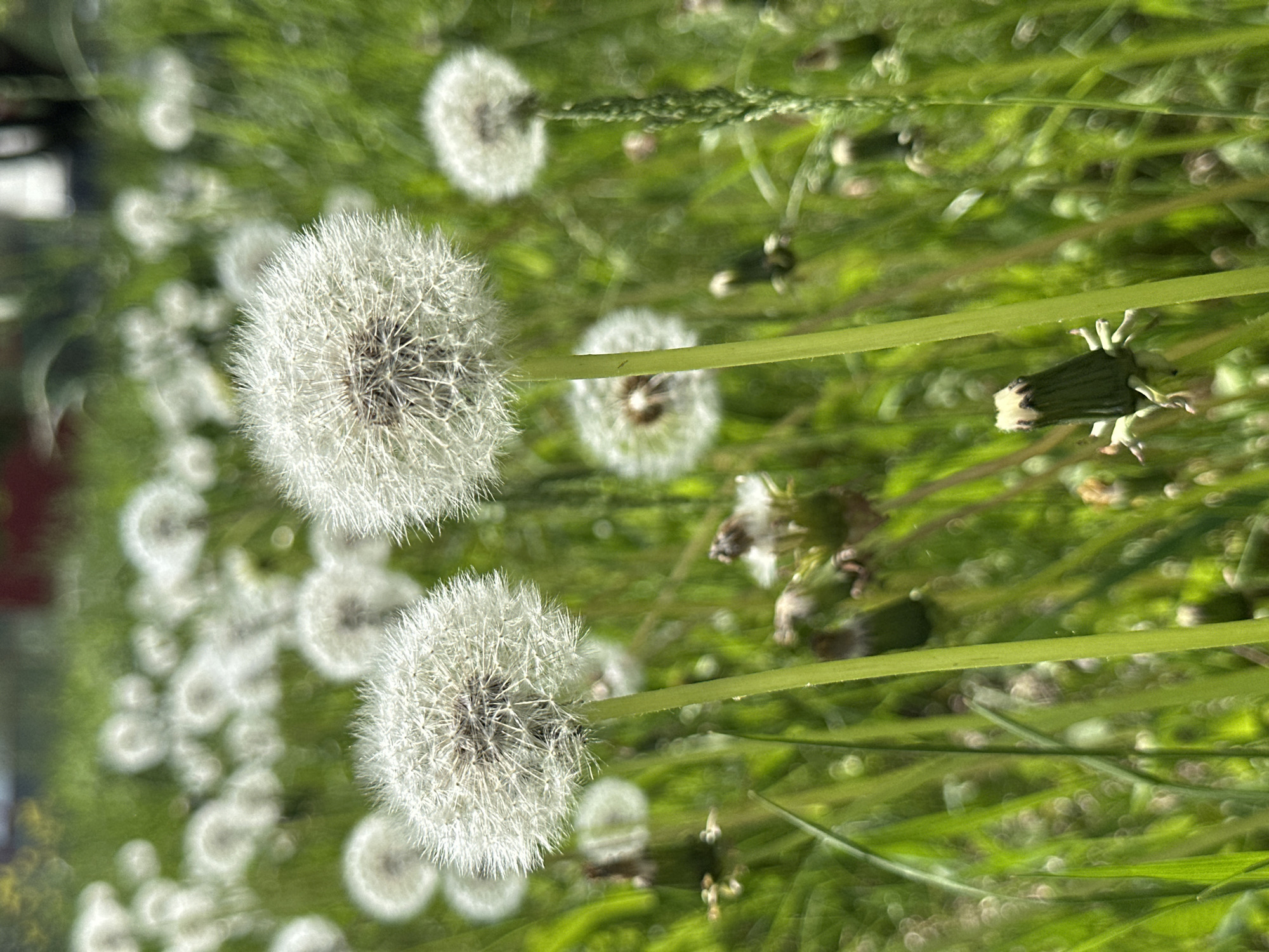 The image shows a field of dandelions in varying stages of seed dispersal. Some dandelions are fully seeded, forming white, fluffy spheres. Others are partially dispersed or remain in their closed, pre-seed stage. The surrounding environment is lush green, with blades of grass and other vegetation filling the frame. The location is Chaikovsky, Russia. No people are visible. The scene is static, capturing a moment in the lifecycle of these plants.