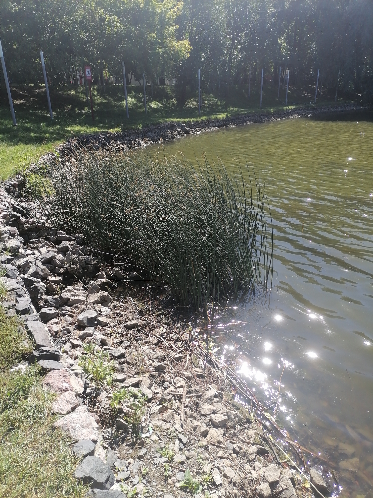 The image shows a section of a body of water, likely a pond or lake, bordered by a rocky shore and lush green grass. Tall, slender reeds grow densely along the water's edge. In the background, a line of trees creates a natural barrier, with some signs and poles visible among them, suggesting a park or recreational area. The water itself is murky green and reflects the bright sunlight, creating shimmering patterns on its surface. The overall scene depicts a natural, outdoor setting within a city, specifically identified as being in Moscow, Russia. There are no people or animals visible in the image.