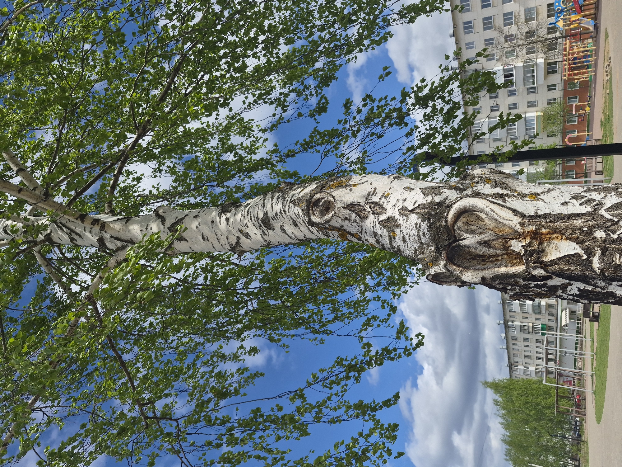 The image is an eye-level shot of a birch tree with green leaves against a blue sky with white clouds. The tree trunk has a distinctive white bark with black markings and a prominent knot. The tree is located in an urban area, with an apartment building visible in the background. A playground with colorful equipment is also seen. The scene appears to be a park or green space within the city of Unknown, Unknown.