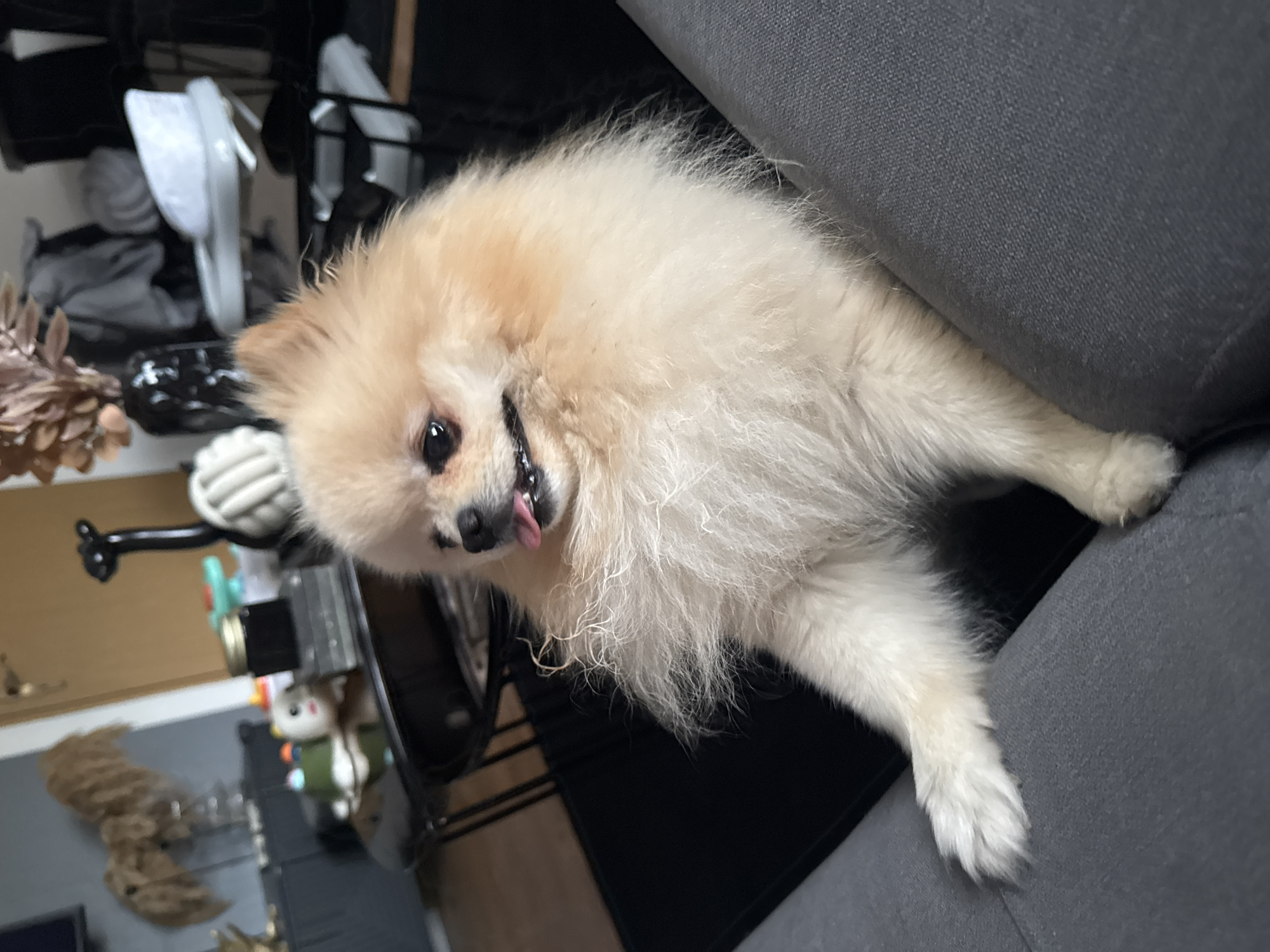 A tan Pomeranian dog rests with its front paws on the armrest of a gray couch, its tongue slightly sticking out. In the background, a shelf contains items including white shoes, dark containers, decorative dried foliage, and a child's toy. The location cannot be identified as Bietigheim-Bissingen, Germany, as there are no geographic clues within the scene.