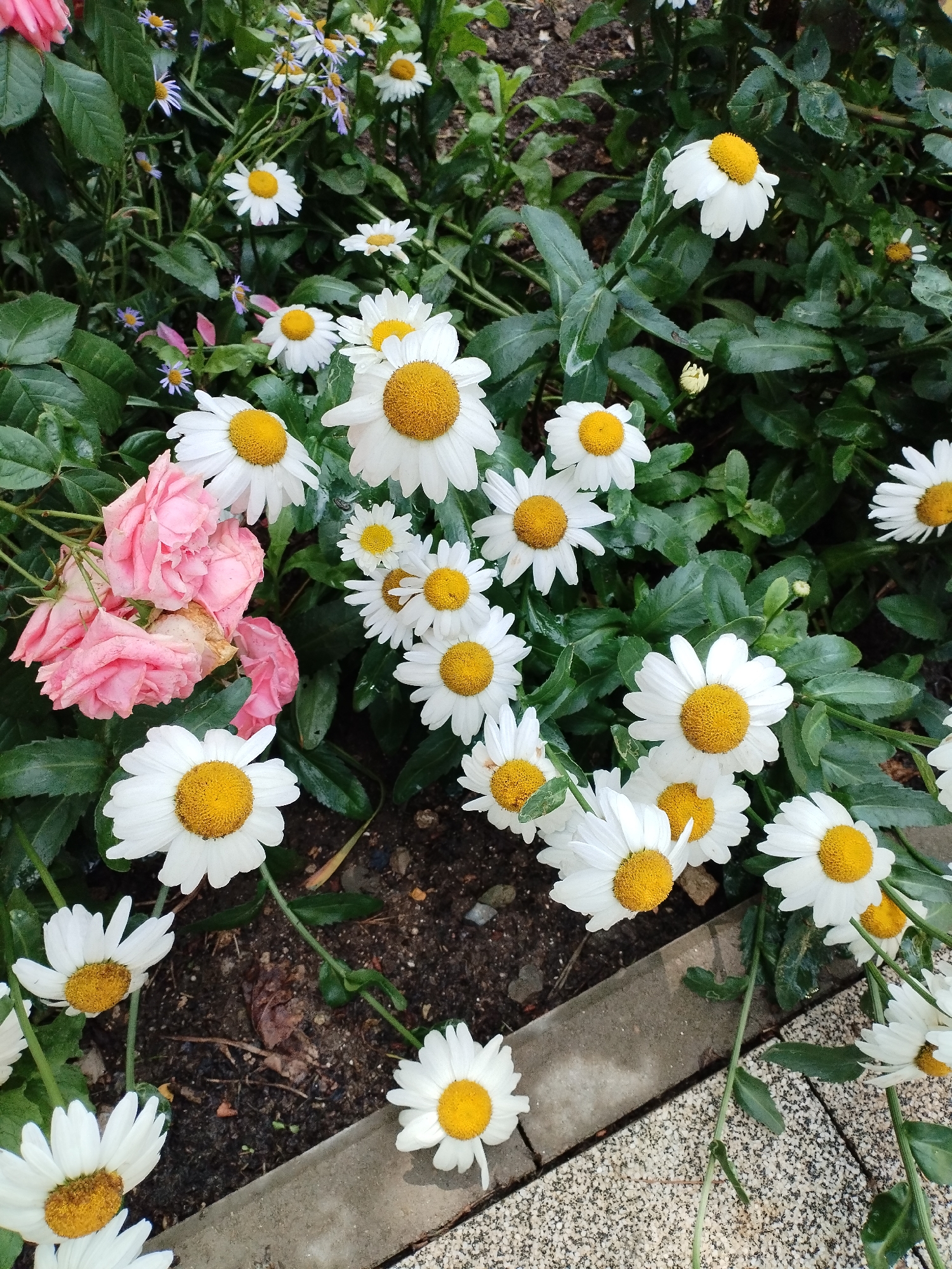 A high-angle, full shot captures a dense arrangement of daisies and pink roses in Vinogradny, Russia. The daisies, with their white petals and bright yellow centers, are the dominant flower, some in full bloom and others as buds. Several pink roses, appearing slightly wilted, are nestled among the daisies on the left side of the frame. The flowers are situated in dark soil with scattered dry leaves and a gray concrete border running diagonally across the lower right quadrant of the image. The background consists of more greenery and the ground, suggesting an outdoor garden setting. No people are visible.