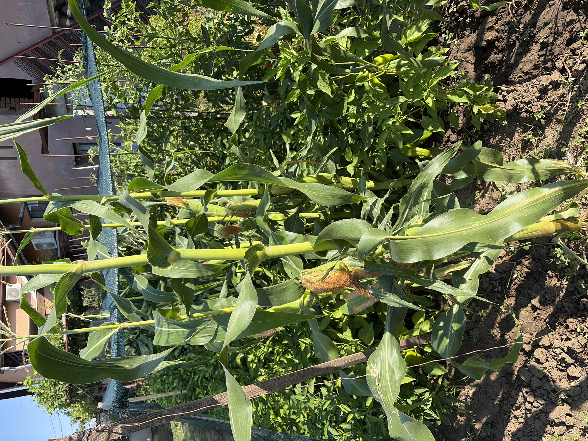 The image depicts a close-up view of a cornfield in a garden located in Dolni Dabnik, Bulgaria. Several stalks of corn are prominently featured, with their characteristic broad green leaves and developing ears of corn visible. The corn stalks are tall and appear to be growing in well-maintained soil. In the background, other green plants, likely vegetables such as peppers, are densely growing. A dark green mesh net is visible in the middle ground, possibly used for protection or support for the plants. Behind the garden, a building with a light-colored facade and a sloped roof can be seen. The overall scene suggests a sunny day with clear skies, as indicated by the natural lighting and shadows. There are no people or animals present in the image.
