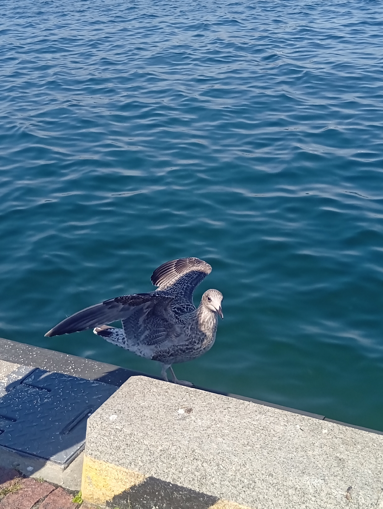 A juvenile seagull with mottled brown and white plumage stands on a concrete pier next to the dark blue, rippling water of the sea. Its wings are partially raised, as if in preparation for flight or to adjust its balance. The bird's beak is pointed and light gray, and its eyes are dark. The pier is made of rough, speckled concrete and is bordered by a dark, textured metal plate on the left, which appears to be a manhole cover or access panel. Scattered white specks, possibly bird droppings or debris, are visible on the pier. The background is the expanse of the sea, reflecting the bright, clear sky, with gentle waves creating a textured surface. The lighting suggests it is a sunny day. The scene is consistent with a location at the Gdynia Marina or a similar waterfront area in Gdynia, Poland, known for its coastal access and presence of seabirds.
