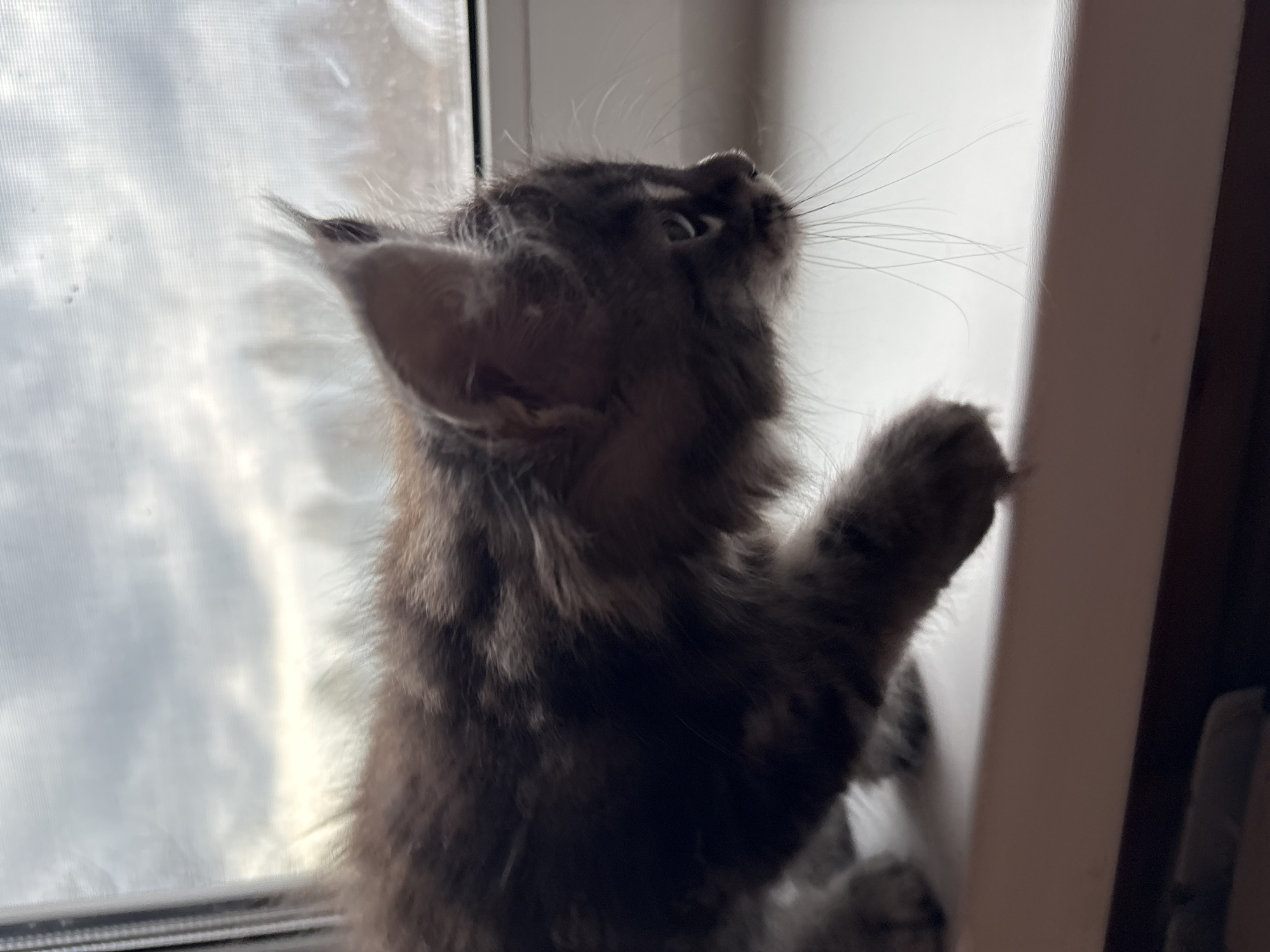 A close-up shot shows a gray, fluffy kitten with its front paw raised against a window frame. The kitten's head is tilted upwards, and its whiskers are visible. Through the window screen, blurred clouds and sky are seen, suggesting an outdoor setting. The location is not discernible from the image. The kitten's action suggests it might be trying to reach or see something outside the window.