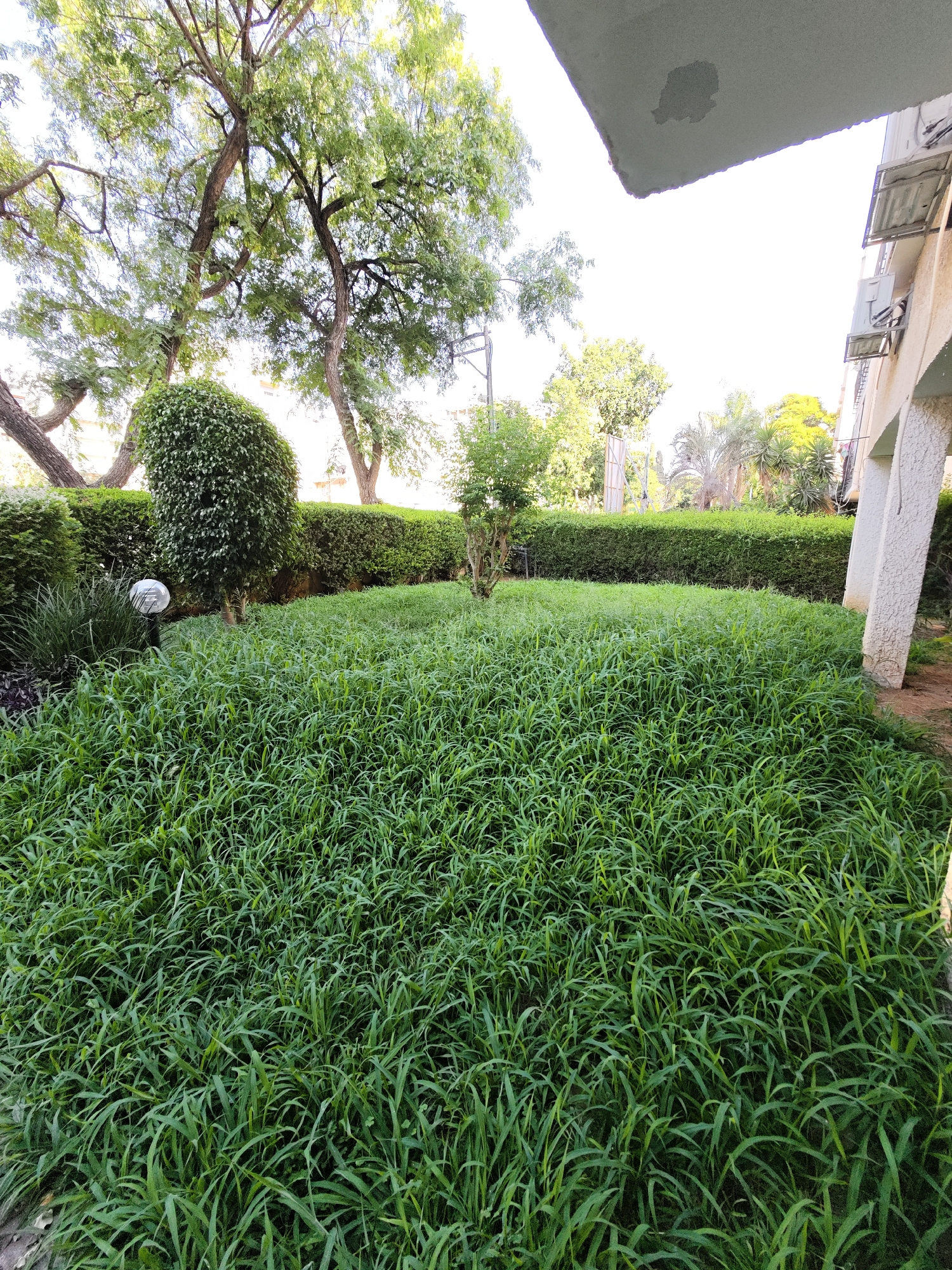 The image depicts a lush, overgrown grassy area in an urban environment. Tall trees with leafy branches are visible in the background, some with thick trunks. A neatly trimmed hedge runs along the back of the grassy area, with a small, ornamental tree planted within it. To the left, a spherical, white garden light sits amongst some taller grasses. On the right side of the image, a white, textured pillar and a section of a building with visible air conditioning units are present, suggesting a residential or commercial setting. The overall impression is of a slightly neglected but vibrant green space within a city, potentially located in Petah Tikva, Israel, given the context. There are no people or animals visible in the image.