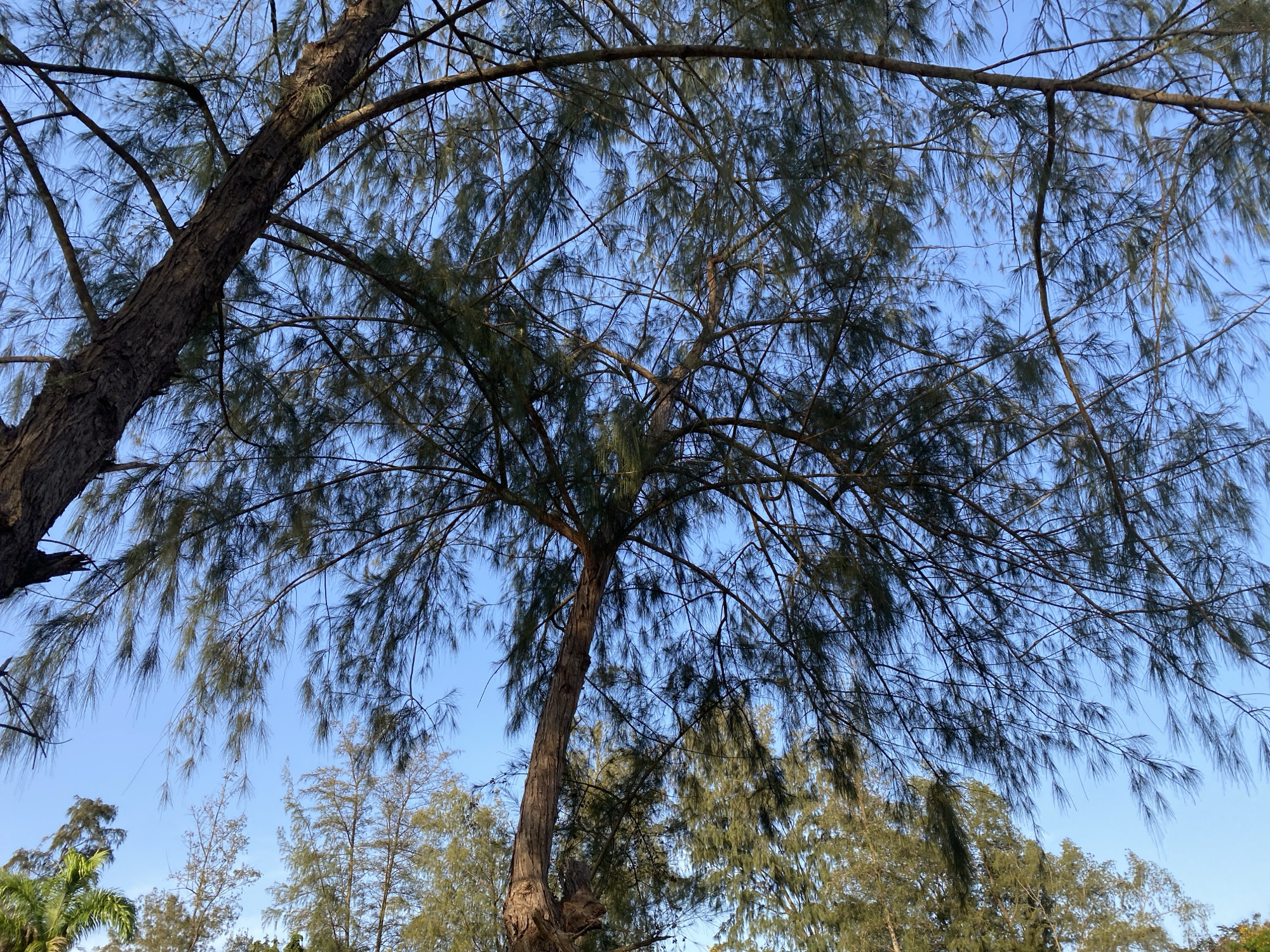 The image shows a view looking up through the branches and foliage of trees against a light blue sky. The trees are of varying heights and densities, with some displaying needle-like leaves. The location, Tawpo, Nigeria, cannot be verified from the visual information provided. No people, actions, or interactions are visible in the image.