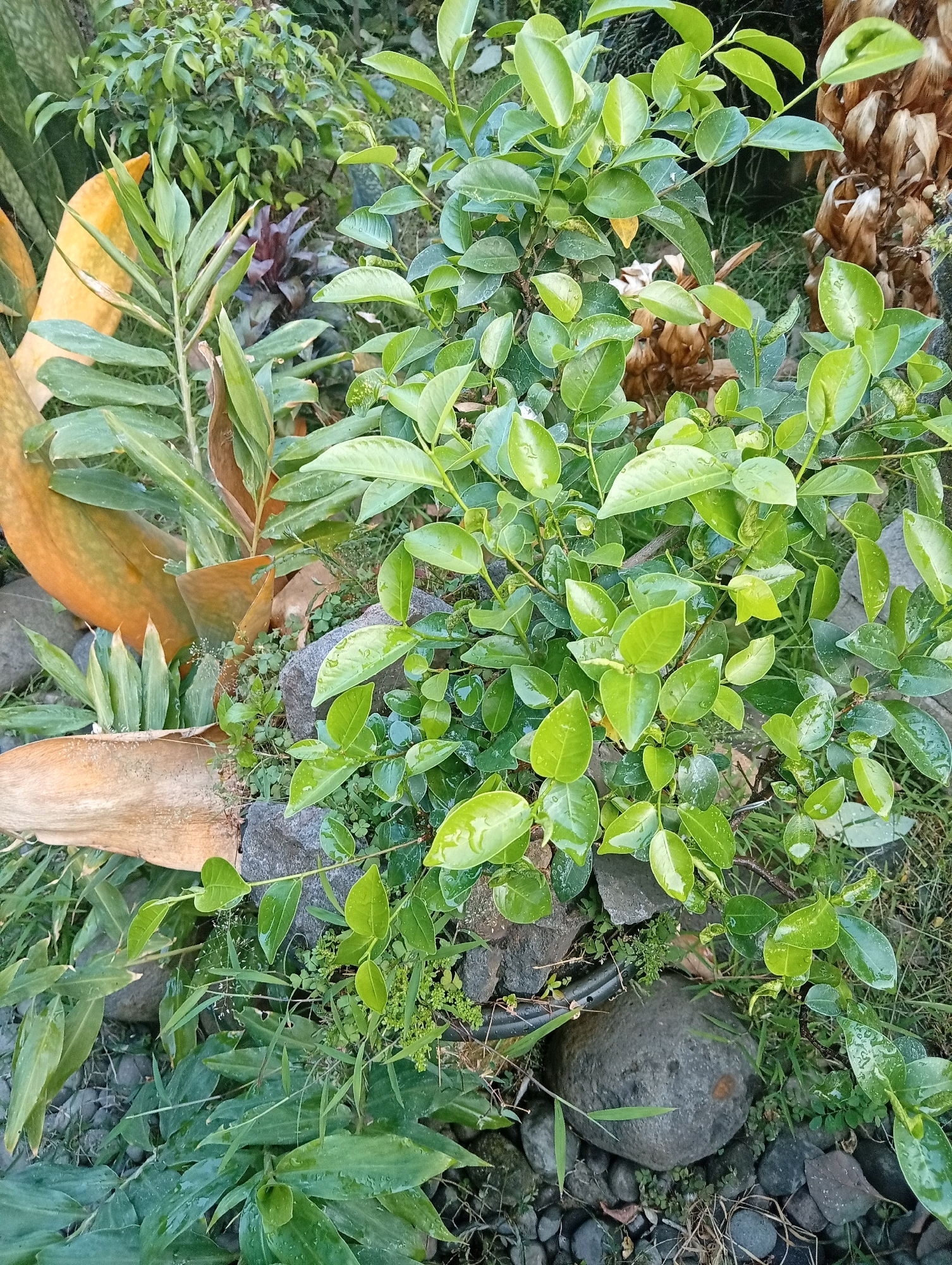 The image depicts a close-up, overhead view of a garden area, possibly in a residential setting, in Kediri City, Indonesia. The scene is dominated by lush, green foliage of several different plants. In the center, a leafy green shrub with small, glossy leaves is prominent, some of which appear to have water droplets on them. To the left, larger, elongated green leaves, possibly from a ginger plant, are visible, along with some dried, brown leaf matter and a large, dried leaf with an orange hue. Scattered amongst the vegetation are dark gray stones of various sizes, some smooth and rounded, others more irregular. The ground is covered with grass, dry leaves, and a fine layer of dirt. The overall impression is one of a natural, somewhat wild garden environment. There are no people or animals visible in the image. The lighting suggests it is daytime, with soft, diffused light. The scene appears to be an outdoor space, likely a garden or backyard.
