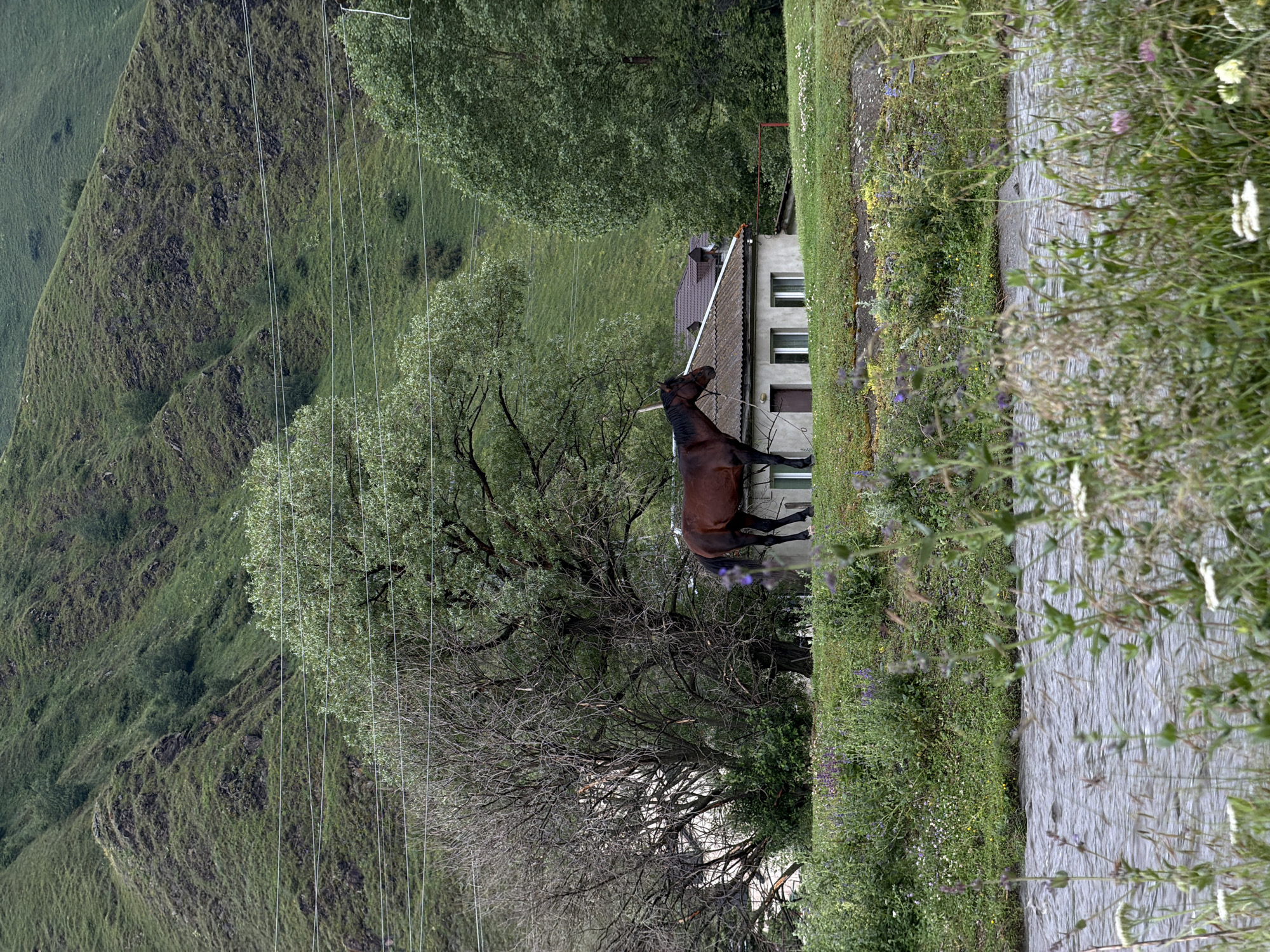 A brown horse is tethered by a rope to a small, light-colored building with a dark roof. The building has multiple windows and appears to be in a rural setting, possibly the village of Sno, Georgia. The horse is standing on a grassy area in front of the building. Behind the building, a large tree with bare branches stands next to a leafy green tree. In the background, a steep, green, grassy hill rises, crisscrossed by power lines. In the foreground, a flowing body of water, likely a river, is visible, with tall green grass and wildflowers growing along its banks. The overall scene depicts a peaceful, rural landscape.