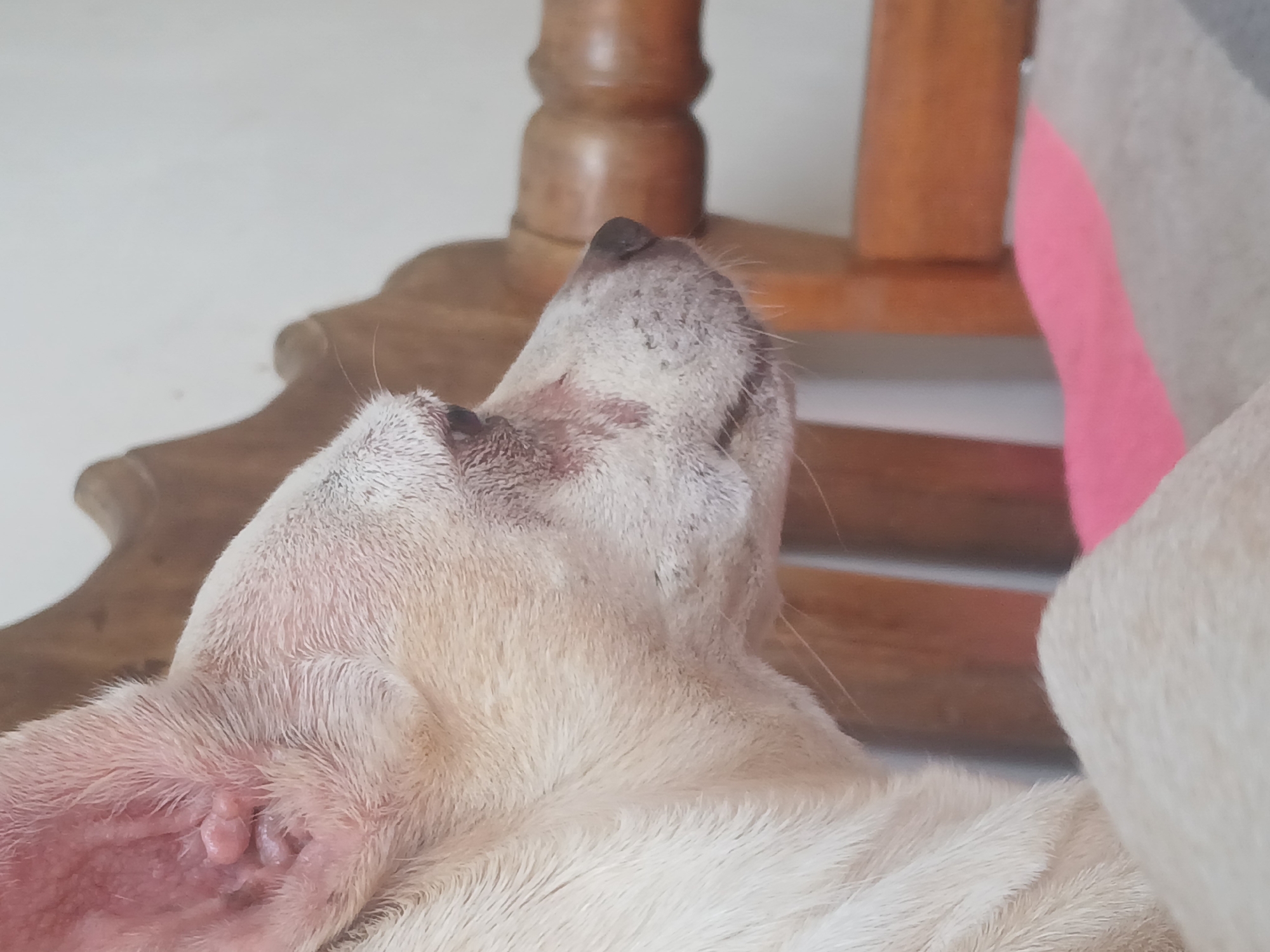 The image is a close-up, side-profile shot of a light-colored dog, possibly a chihuahua mix, sitting on a striped blanket. The dog's fur is short and appears slightly damp. Its head is turned to the right, with its large ears visible. The area around its eyes shows some redness or discoloration. The dog is positioned in front of a wooden structure, which appears to be part of a chair or bench, with carved details. The background is a plain, light-colored wall. A pink and grey striped blanket is visible beneath the dog, suggesting an indoor setting, likely a home in Puerto Ordaz, Venezuela, where such wooden furniture and home decor are common. The lighting is soft, casting gentle shadows. No people are visible in the image.