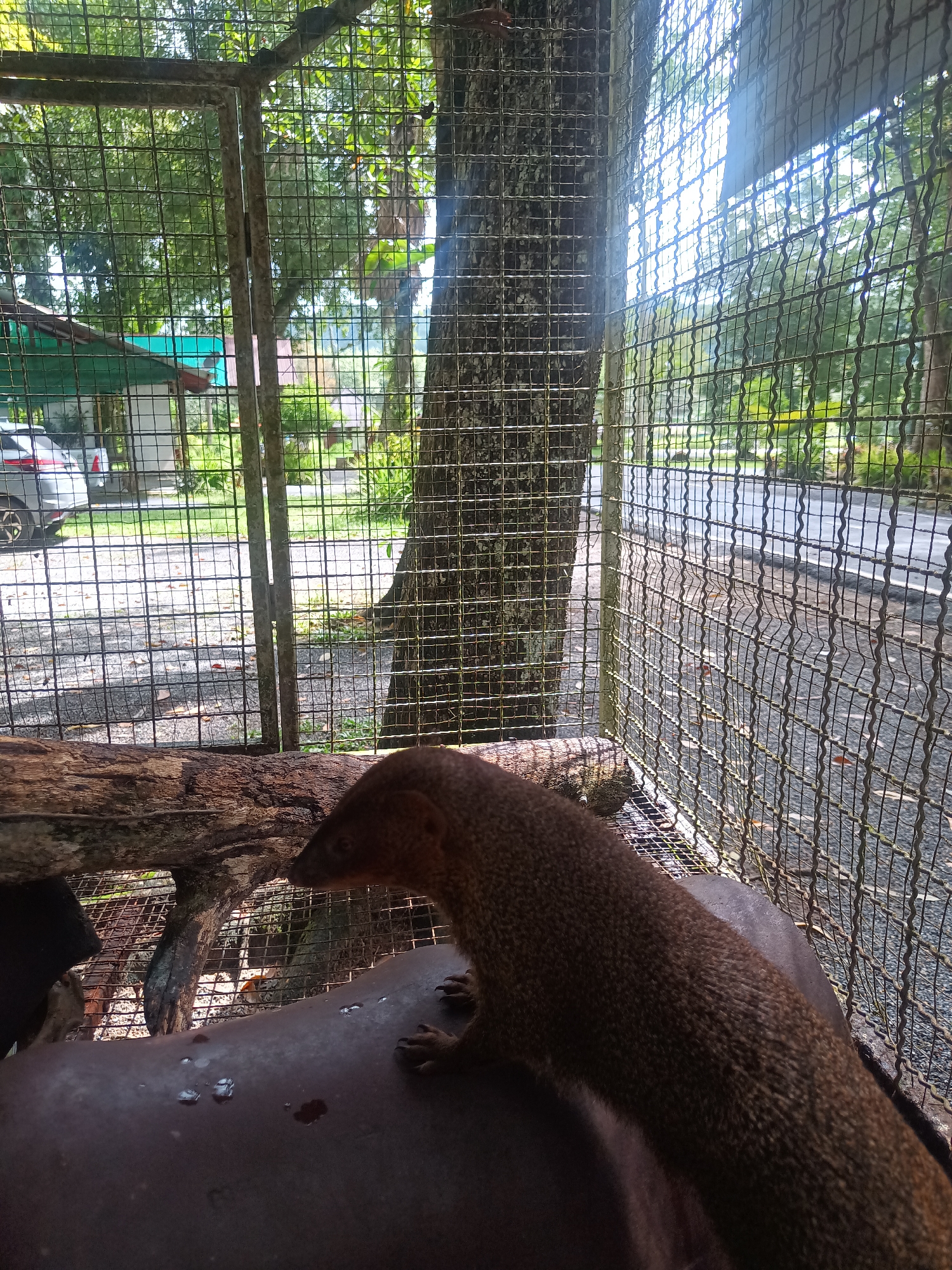 The image shows a mongoose inside a wire cage. The mongoose has brown fur and is positioned on a dark, rounded surface within the cage. Outside the cage, visible through the wire mesh, are trees, grass, and a building with a green roof. A silver car is parked in front of the building. A road runs adjacent to the cage. The location is Tambon Takdat, Thailand.