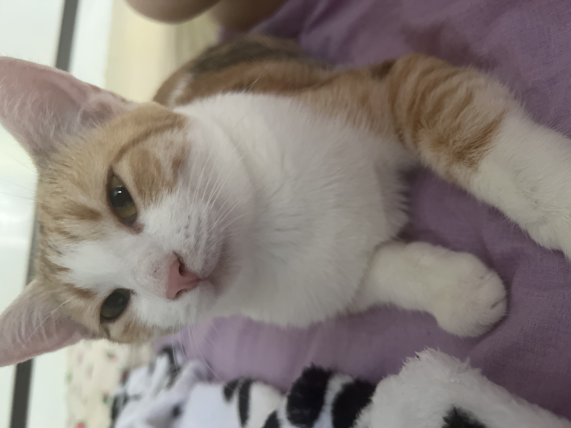 The image shows a close-up of a ginger and white cat lying down on a purple surface. The cat is facing the camera with its eyes partially closed and its pink nose is visible. To the left of the cat, a black and white patterned object, possibly a toy or blanket, is partially visible. The background is out of focus and appears to be an indoor setting, with hints of bedding and furniture. The scene is set in an apartment in Krasnodar, Russia.