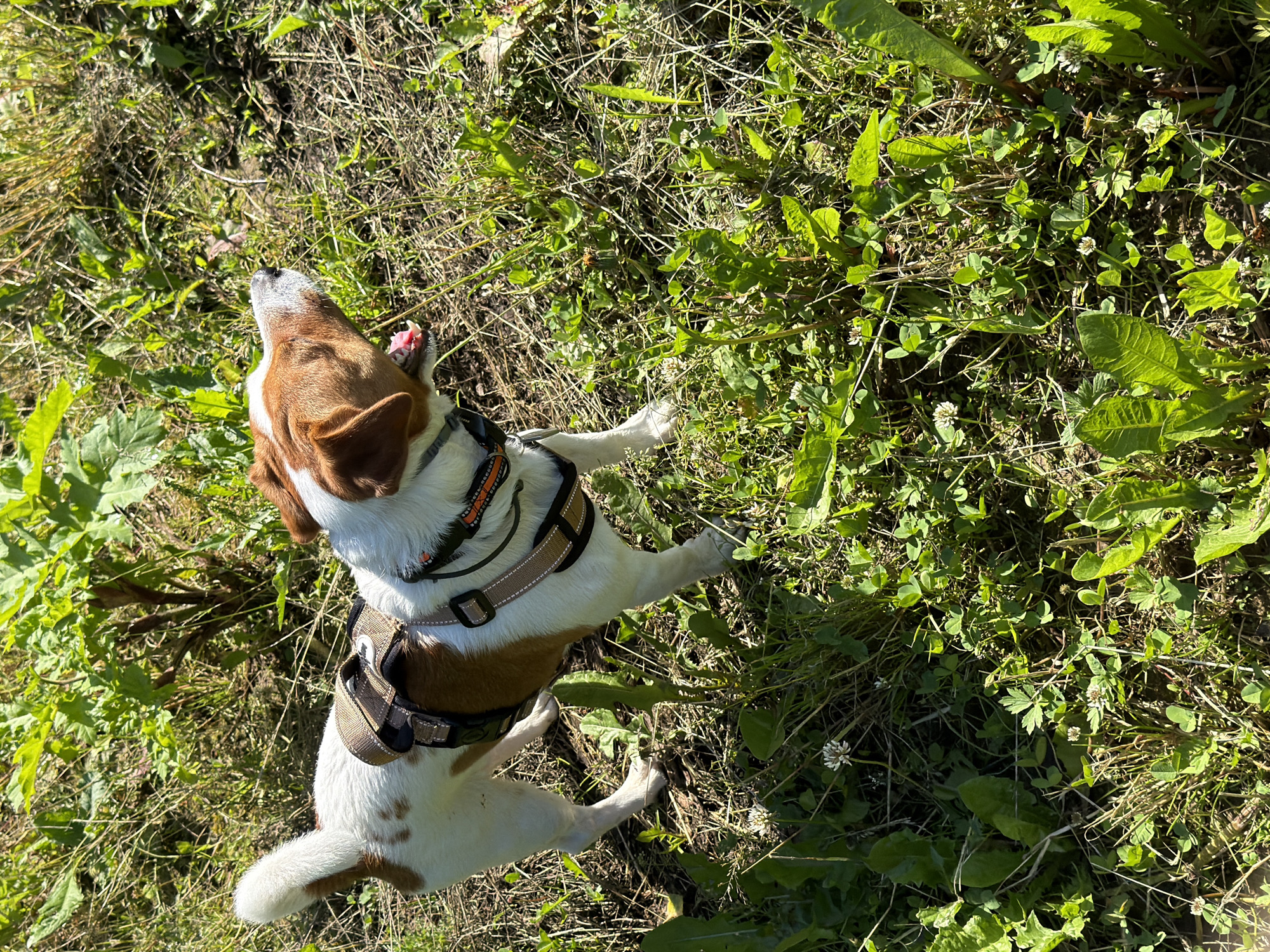 A white and brown Jack Russell Terrier dog, wearing a tan harness, stands in a patch of green grass and weeds under bright sunlight. The dog's mouth is open, and its tongue is visible. The background consists of more greenery and dry grass. The scene is an outdoor environment with no discernable Moscow landmarks.