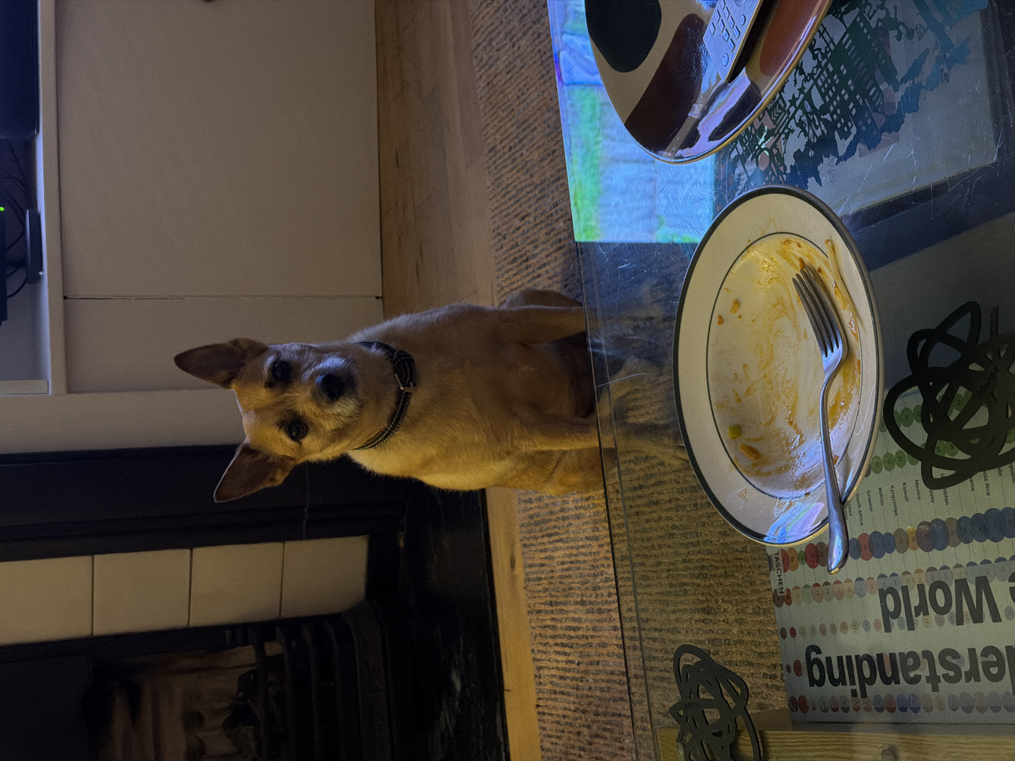 A medium-sized, tan-colored dog with a black collar is positioned next to a glass-topped table. The dog is looking towards the camera. On the table, there is a half-eaten plate of food with a fork on it, and another bowl. Under the glass top of the table, there is a magazine titled "Understanding World" with a list of countries visible. Behind the dog is a white wall and a black fireplace. The location is in a house in London, United Kingdom.