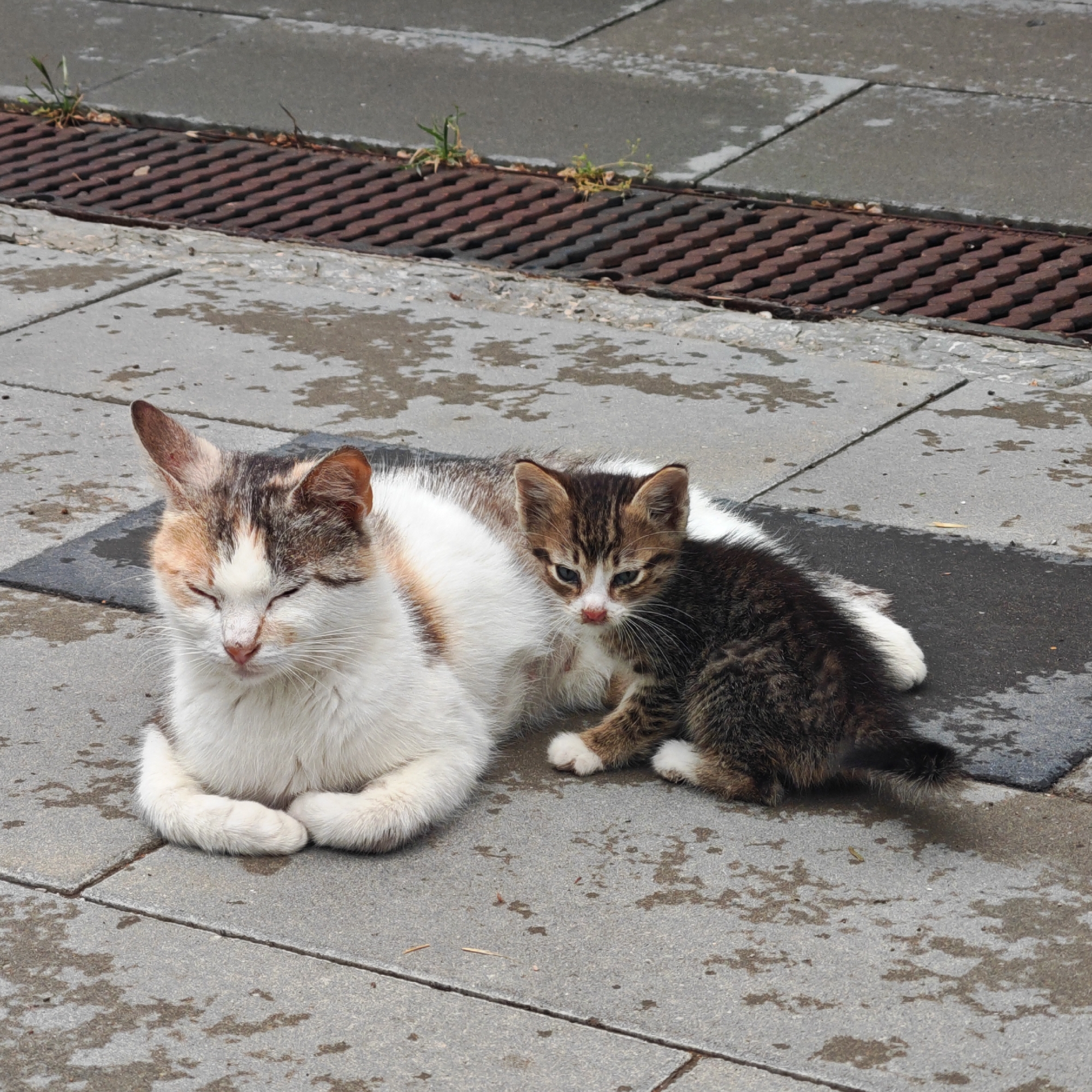 A mother cat and her kitten are resting on a tiled surface near a metal grate. The grate is located at the top of the image with small sprouts of grass growing around it. The ground appears wet. The mother cat is lying down with her eyes closed, while the kitten is sitting up and looking at the camera. The mother cat is predominantly white with patches of brown and gray fur. The kitten is mostly brown with tabby stripes. The location is in the city of городское поселение Щелкино, Ukraine.