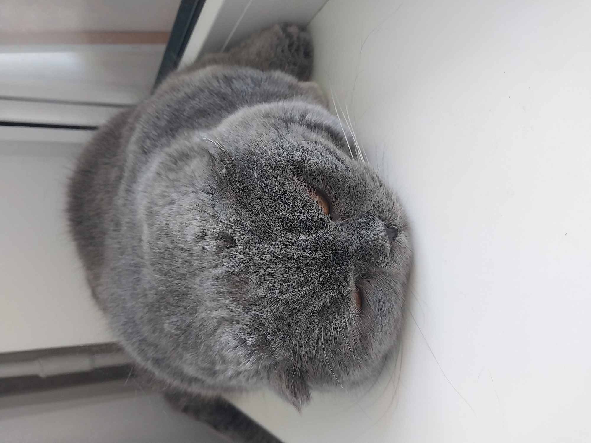 A gray Scottish Fold cat is lying on a white windowsill, facing right. The cat's eyes are partially closed, and its ears are folded. The background is blurred and appears to be an indoor setting with a window. There is no indication of the cat's location in Dnipro, Ukraine.