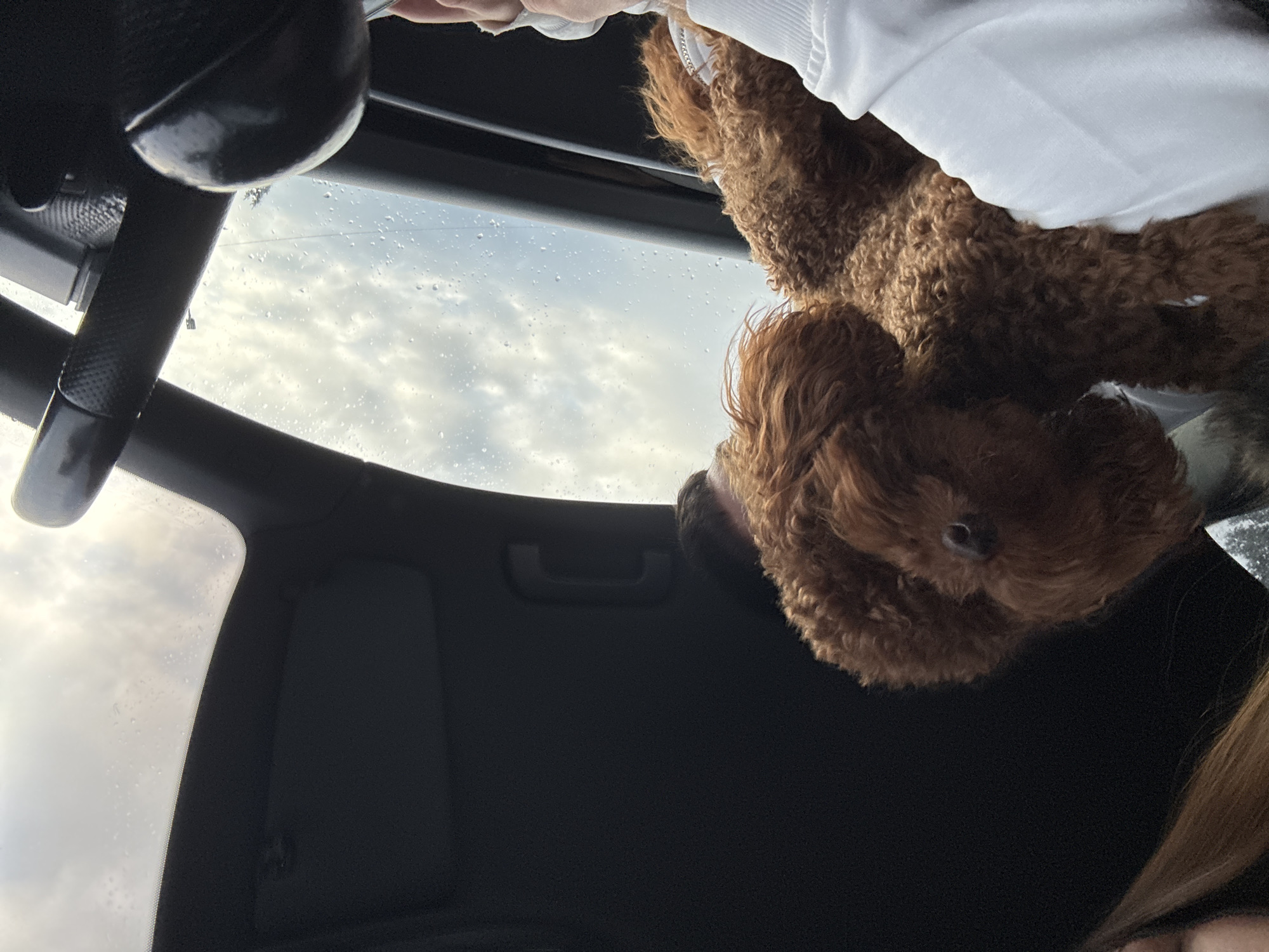 The image is an interior shot of a car, likely taken from the front passenger seat, angled upwards towards an open sunroof. Outside the sunroof, a cloudy sky is visible, and raindrops are present on the glass. An auburn Goldendoodle-type dog is partially visible in the frame, positioned near the sunroof with a white sweatshirt visible above it, suggesting a person is holding it. The car's interior details include the rearview mirror, sun visor, and the car door panel. I have no evidence to suggest the picture was taken in Sofia, Bulgaria, or anywhere else.