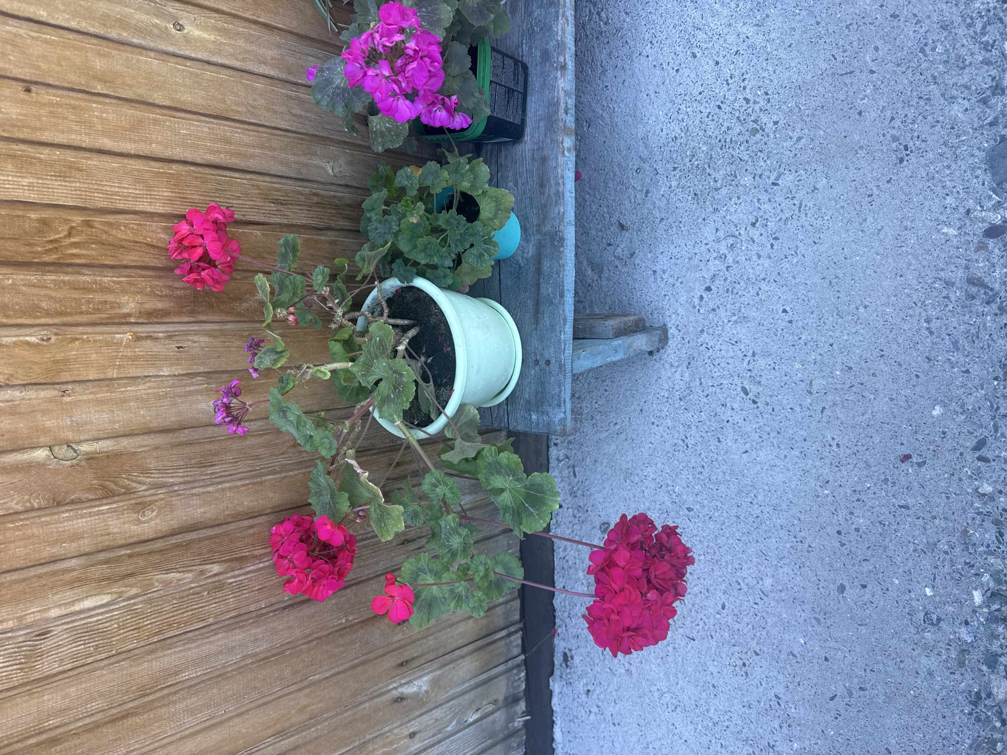 Three potted geraniums with bright pink and magenta flowers are displayed on a weathered blue wooden bench positioned against a vertical wooden plank fence. The bench rests on a concrete surface. The geranium on the far left has large, cascading clusters of deep pink flowers. The middle geranium is in a pale green pot and has smaller pink flowers, along with lush green leaves. The third geranium, to the right, is in a black container and features vibrant magenta blooms and dark green leaves. The fence, made of vertical wooden planks, shows signs of age and weathering. The concrete ground is a light gray with visible aggregate. The scene appears to be outdoors, possibly in a garden or yard setting in Yabogan, Russia.