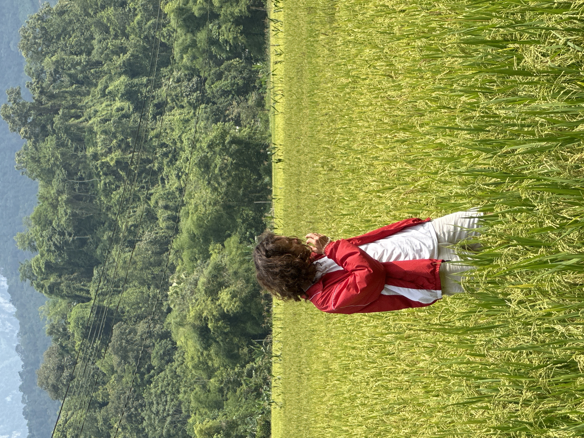 The image depicts a bright, sunny daytime scene in a vibrant rice paddy field in Ngọc Đường Commune, Vietnam. In the foreground, a person with curly brown hair is standing amidst the tall, mature rice plants. They are wearing a red and white jacket over a white top and light-colored pants. The person's posture suggests they are looking downwards or adjusting something near their face.
The rice field dominates the lower and middle sections of the image, showcasing a lush mix of bright green and golden hues, indicative of a healthy crop nearing harvest. Beyond the field, a dense line of verdant trees forms a natural boundary, giving way to a range of forested mountains or hills in the background. The distant mountains appear somewhat hazy and blue against the clear sky. Several dark power lines are visible, stretching horizontally across the midground, intersecting the tree line and the sky. The clear light and absence of clouds suggest pleasant weather. No visible text is present in the media file.