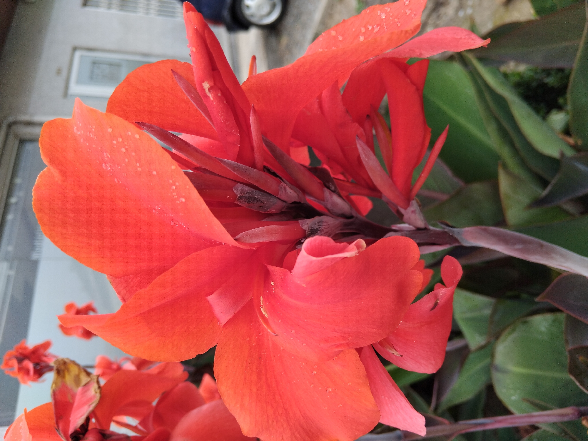 This is a close-up, low-angle shot of a vibrant red Canna Lily flower in full bloom. The flower's large, ruffled petals are a brilliant orange-red, with visible water droplets scattered across their surface, suggesting recent rain or dew. The center of the flower displays darker, more purplish-brown stamen and pistils, creating a striking contrast. The background is a blur of green leaves and dark stems belonging to the same plant, and further out, a building with a light-colored facade and a window can be seen. To the upper left, a partial view of a vehicle's wheel with a silver rim is visible, hinting at an outdoor, possibly urban or suburban setting. The overall impression is one of natural beauty and freshness, with the bright red of the flower being the dominant element. The lighting suggests it is daytime, with no strong shadows indicating bright sunlight. The location is identified as Vila Nova de Famalicão, Portugal. There is no visible text in the image.