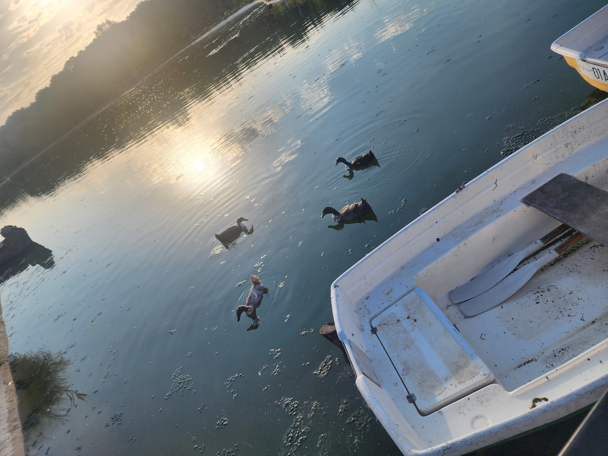 An over-the-shoulder, low-angle, slightly tilted shot captures a white rowboat partially submerged in the murky, algae-filled water of a lake at sunset. The sun glints off the water's surface, creating a hazy glow and reflecting the silhouetted trees lining the opposite shore. A single, small duck swims in the foreground, while three other ducks, their heads raised, are further out in the water. The boat contains a pair of wooden oars and debris on its interior. A concrete embankment is visible in the upper left quadrant of the image. The scene is set in the city of Chirchik, Uzbekistan.