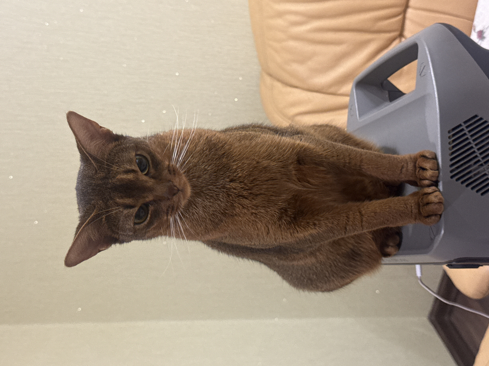 A brown abyssinian cat sits on top of a gray electronic device. The cat is facing the camera with its eyes narrowed. It has white whiskers and green eyes. The background is a light-colored wall with some small, white speckles. To the right of the cat, a portion of an orange upholstered couch is visible. The scene appears to be indoors, likely in a residential setting. No specific location in Vinnytsia, Ukraine can be determined from the image.