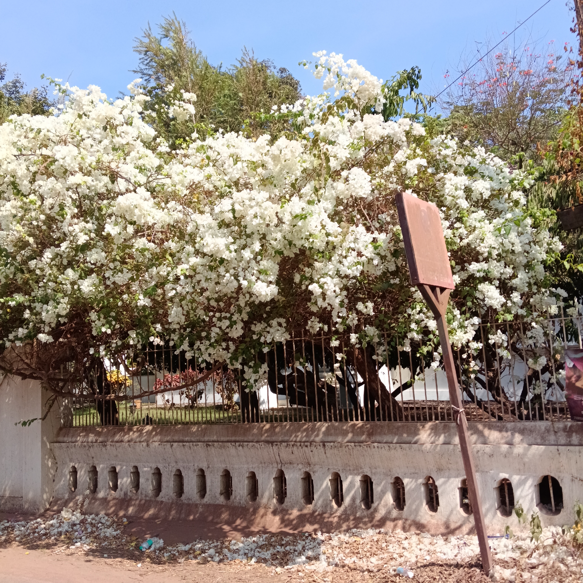 The image depicts a flower-laden tree in Assagao, India, overflowing over a fence and wall. The flowers are predominantly white. A rusty sign stands near the fence, partially obscured by the foliage. Debris and fallen petals litter the ground in front of the wall. The wall itself has a repeated arched design. The sky above is a clear blue. Other trees are visible in the background behind the flowering tree.