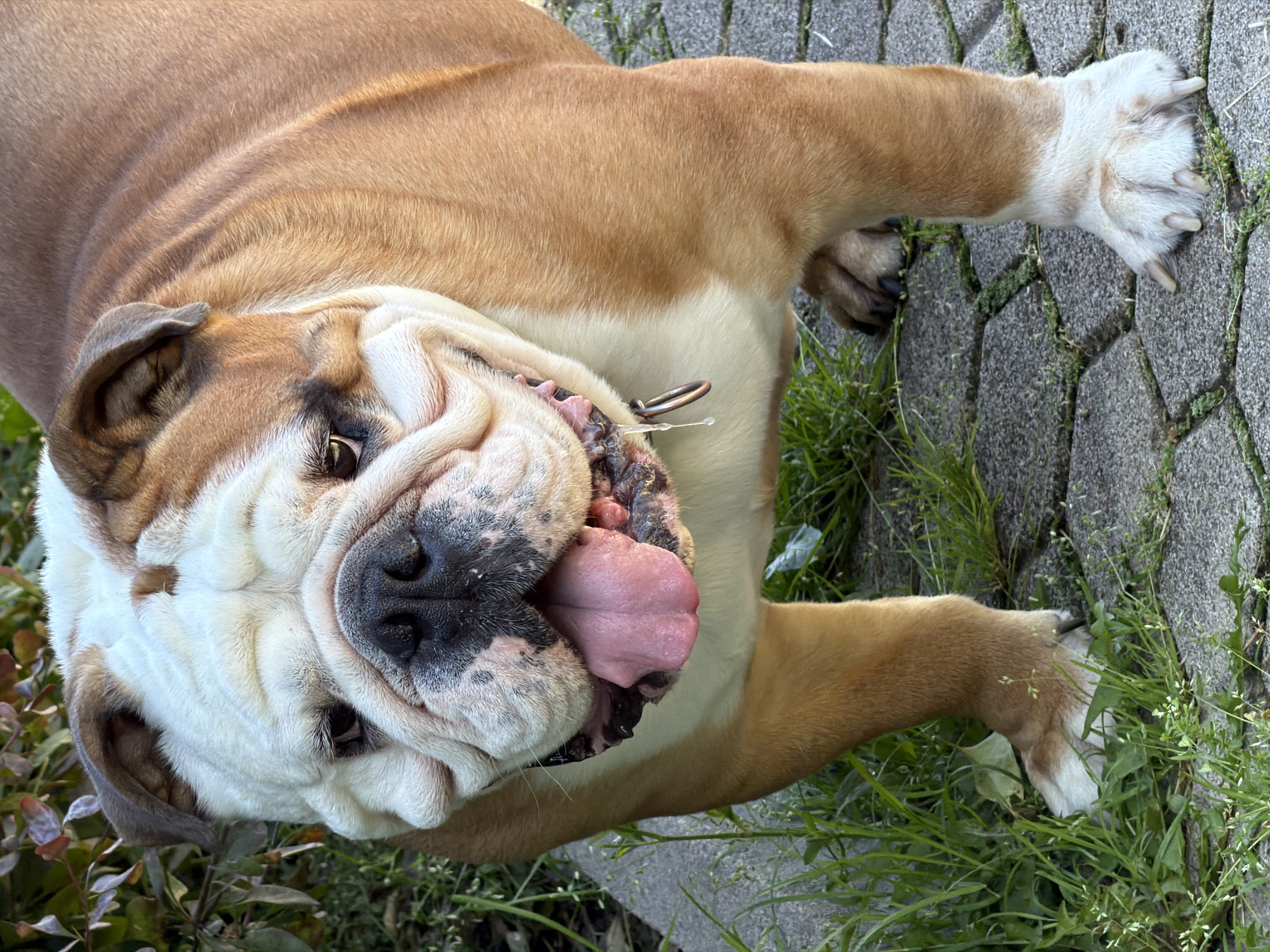 The image shows a close-up of an English Bulldog standing on a paved surface. The dog is predominantly fawn and white with characteristic facial wrinkles. Its tongue is hanging out, and there is visible saliva drooling. The dog is wearing a collar with a metal ring. Green grass and some foliage are visible around the dog. The paved surface appears to be made of interlocking stones. The lighting suggests it is daytime, possibly late afternoon due to the warm tones. There is no indication of the location being in Sofia, Bulgaria.