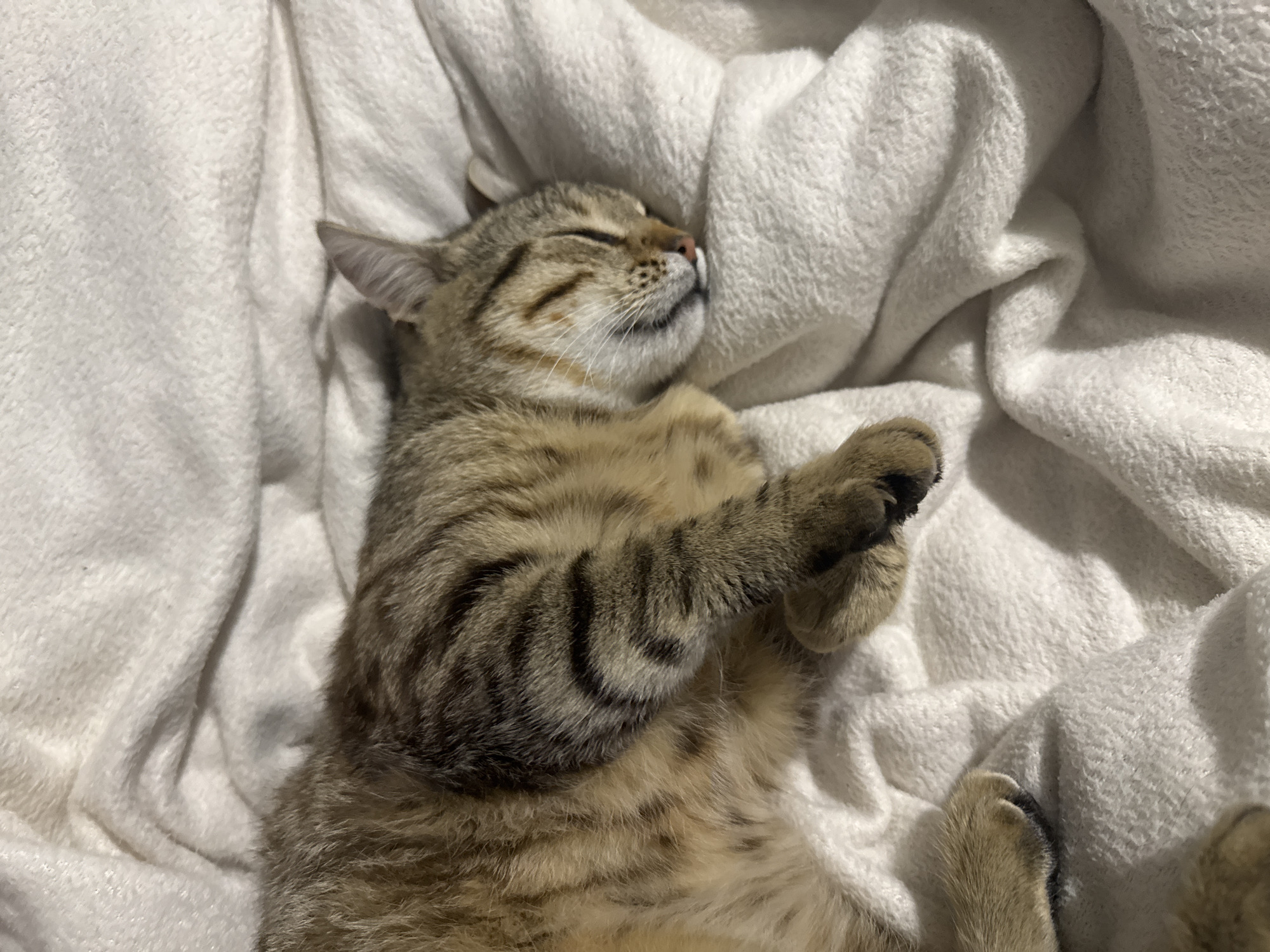 A tabby cat is sleeping on a white, fluffy blanket. The cat is lying on its back with its paws curled up near its chest. Its eyes are closed, and its tongue is slightly visible. The background is blurred and out of focus.