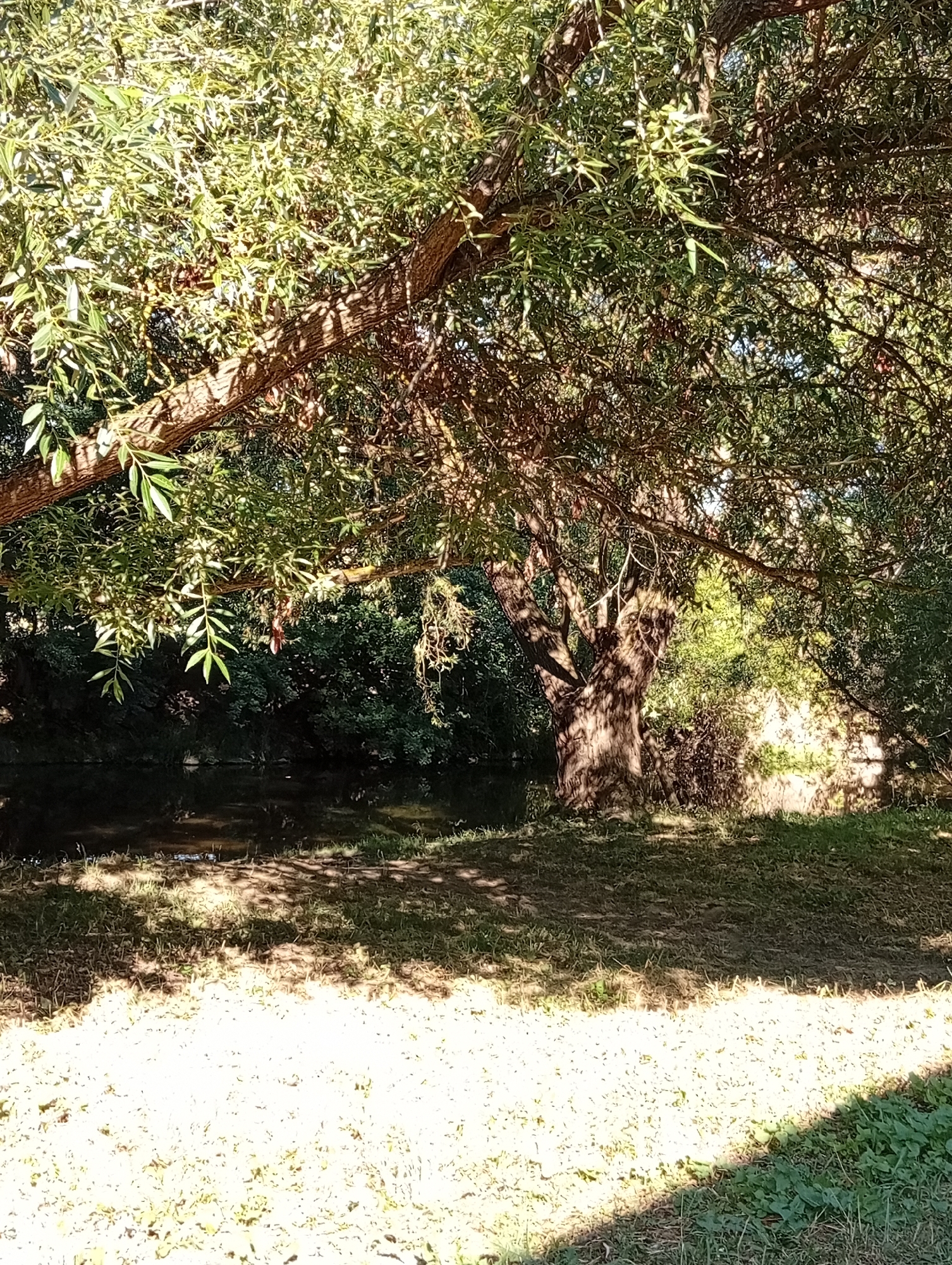 The image depicts a serene outdoor scene, likely in Tišnov, Czechia, featuring a lush, verdant environment dominated by mature trees and a calm body of water. The foreground is a grassy area with dappled sunlight casting shadows from overhead foliage. A large tree with a thick, textured trunk is prominently featured, its branches arching over the scene and creating a canopy. The leaves are a vibrant green, suggesting a temperate climate during the warmer months. Behind the tree, a dark, still body of water, possibly a stream or pond, is visible. The far bank of the water is densely covered in dark green foliage, creating a sense of depth and seclusion. Sunlight filters through the leaves, highlighting patches of grass and creating a warm, inviting atmosphere. There are no people or animals visible in the image. The overall impression is one of natural tranquility.
