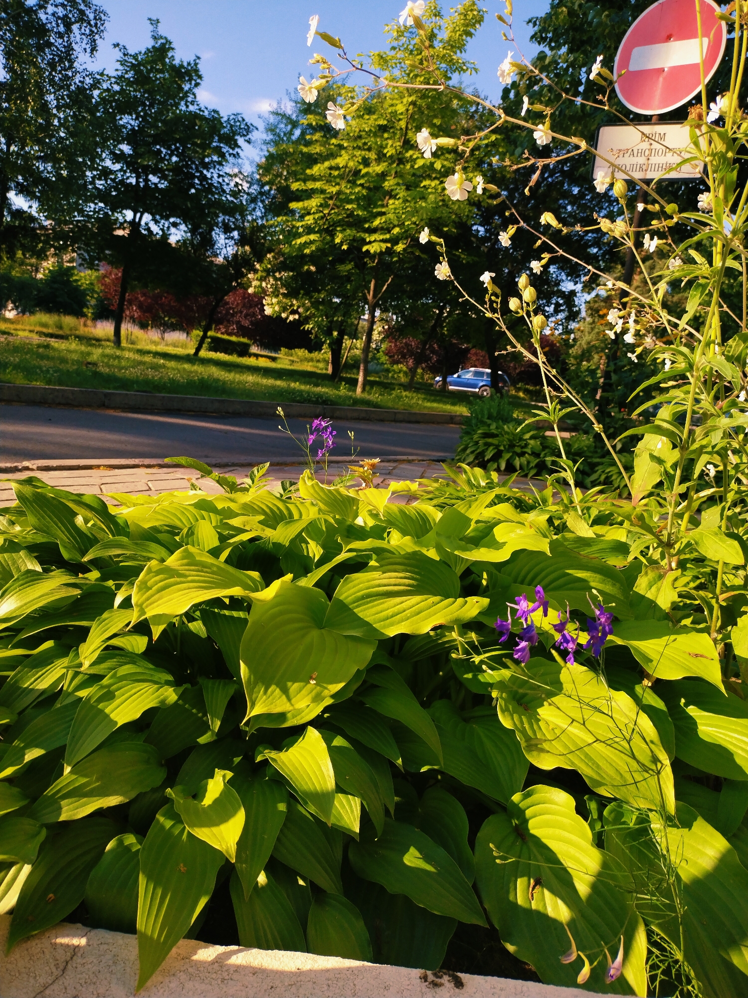 The image shows a close-up view of lush green hosta plants in the foreground, with sunlight casting shadows across their broad leaves. Amongst the hostas, delicate purple flowers are visible. In the background, a paved walkway lines a road, and beyond that, a grassy embankment with trees. A blue car is parked on the side of the road. A red circular traffic sign with a white horizontal bar is mounted on a pole, accompanied by a rectangular sign with Cyrillic text. The sky is clear and blue. This scene is located in Horishni Plavni, Ukraine.