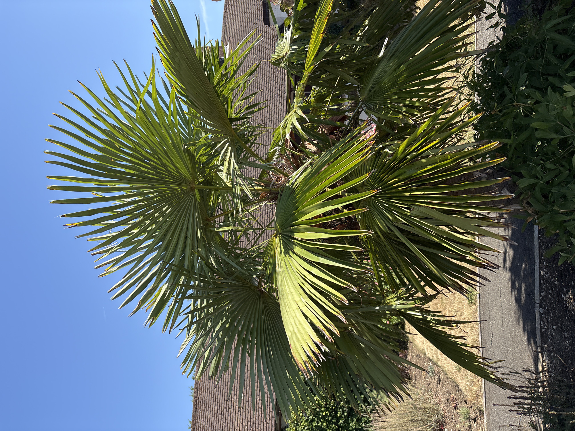 A palm tree stands in the foreground, its fronds reaching outwards against a clear blue sky. Behind the tree, a two-story building with a brown tiled roof is visible. The building appears to be residential, with some greenery and paving stones surrounding the palm tree. The scene suggests a sunny day, possibly in a suburban or garden setting. The specific location within Chelmsford, United Kingdom, cannot be determined from the visual information alone. There are no people or specific actions depicted in the image.