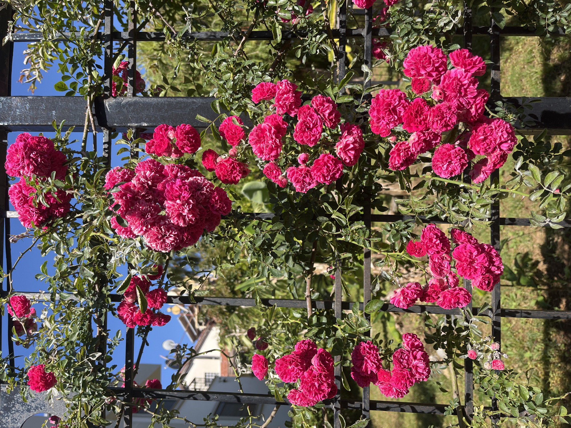 The image captures a vibrant display of pink roses climbing a black metal trellis. The roses are densely clustered, creating a lush floral arrangement against the grid-like structure. Through the openings in the trellis, glimpses of blue sky and greenery can be seen. In the background, a building with a white facade and a tan-colored roof can be observed. Considering the available information, it is not possible to provide a definitive identification of the exact location in Alanya, Turkey.