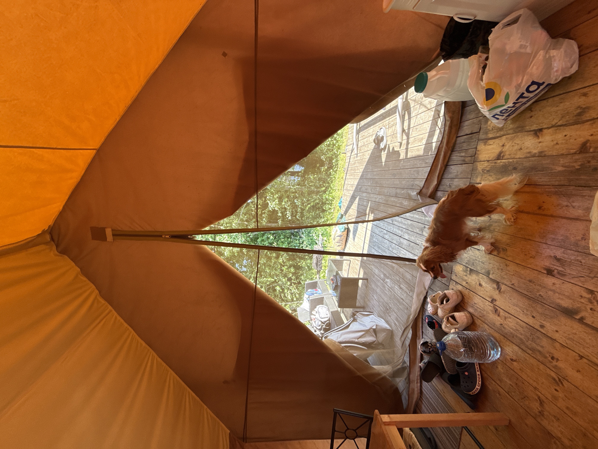 The image shows the interior of a large, orange canvas tent. The tent has a wooden floor and an open front, revealing a wooden deck outside with trees and vegetation in the background. On the floor inside the tent are several pairs of shoes, a large plastic bottle of water, and a small dog with reddish-brown fur standing and looking to the left. To the right, on the deck, there is outdoor furniture including a table and chairs, and two plastic containers, one white with a green lid and another black. A white plastic shopping bag with Russian lettering is also visible on the deck. The scene appears to be in the city of Zamosh'e (Zaklinskoe S/P), Russia, likely a campsite or outdoor recreational area.
