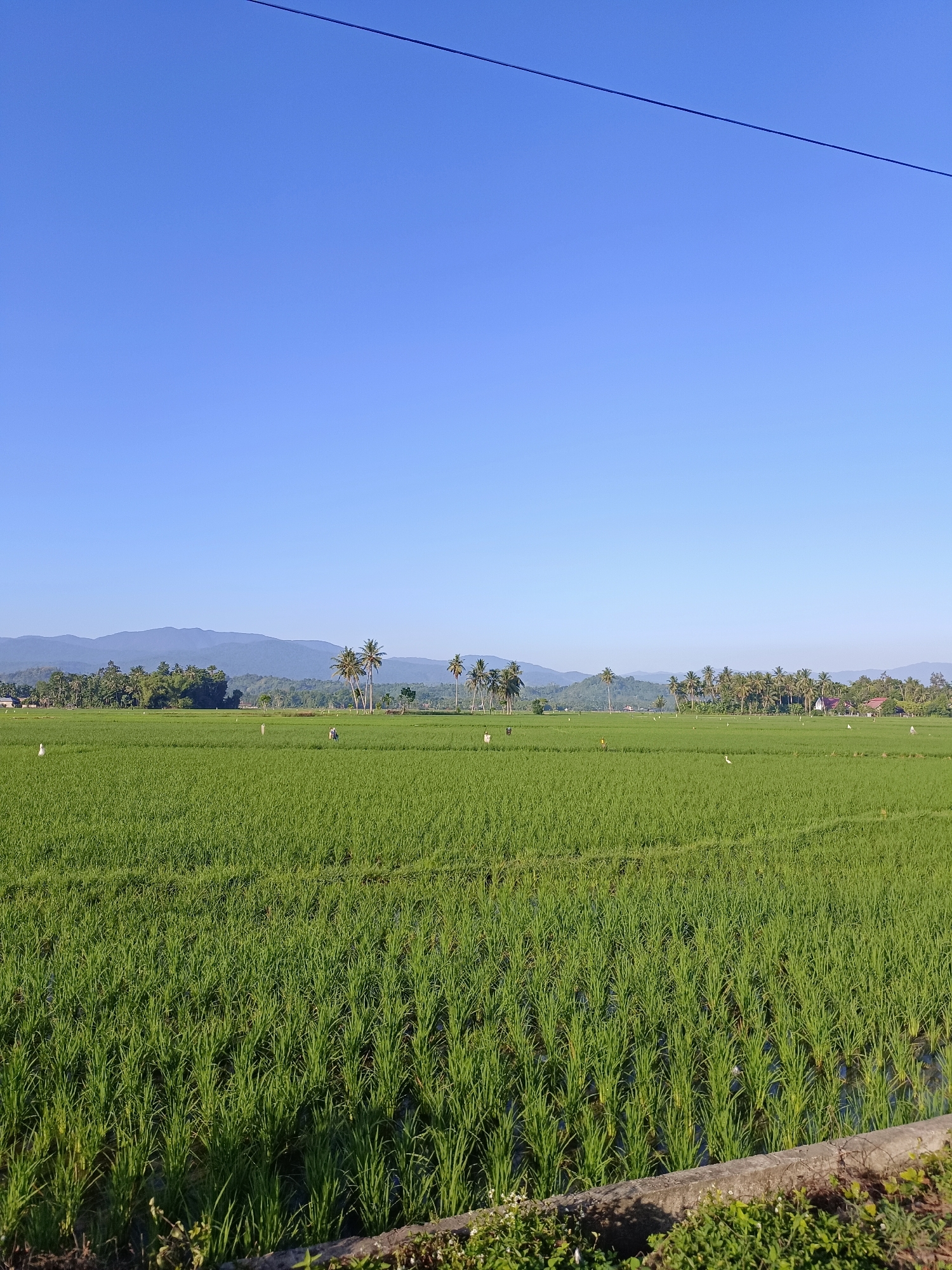 The image depicts a vast, green rice paddy field under a clear blue sky. The field is meticulously planted in rows, with some areas appearing to be flooded with water, reflecting the sky. In the mid-ground, several coconut palm trees are scattered across the landscape, and further in the distance, a range of mountains forms the horizon. A power line is visible stretching across the top of the frame. Scattered throughout the rice field are several scarecrows, presumably to protect the crops from birds. The foreground of the image shows a narrow strip of vegetation and a concrete edge, likely a path or border. The scene suggests a rural setting in Kampung Jumpa, Indonesia, during a sunny day. There are no people visible in the image.