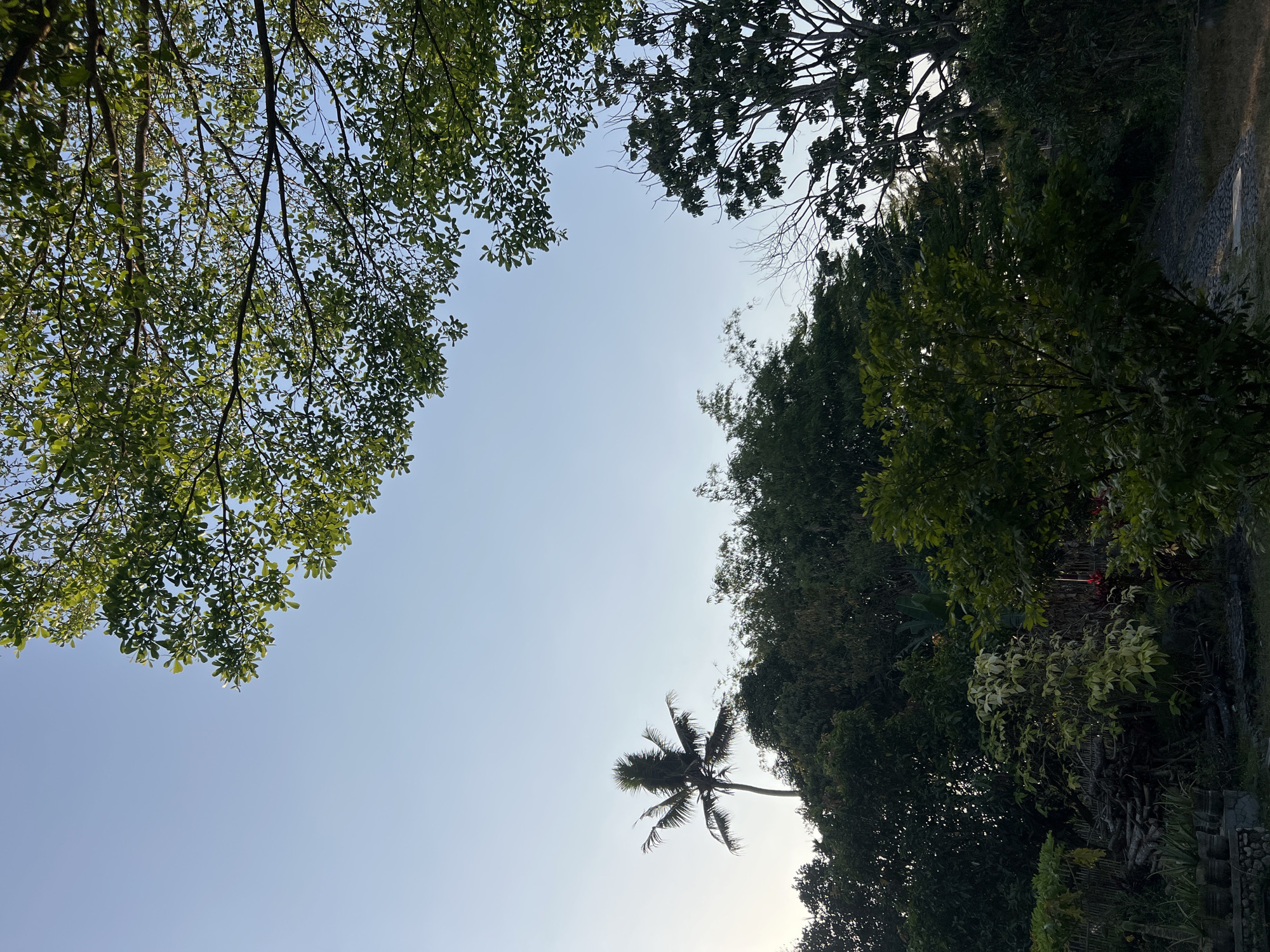 The image shows a tropical landscape with lush green trees and a clear blue sky. In the foreground, there are various types of trees and plants, some in pots and others growing naturally. In the middle ground, a tall palm tree stands out against the sky, surrounded by dense foliage. The background is a mix of trees and a light-colored sky, possibly indicating early morning or late afternoon. The scene appears to be a garden or a park area, with a stone pathway visible in the lower right corner. The location is identified as Tlogoadi, Indonesia, which is known for its tropical climate and abundant vegetation. There are no people or animals visible in the image, nor are there any specific actions or interactions taking place. The overall impression is one of natural beauty and tranquility.