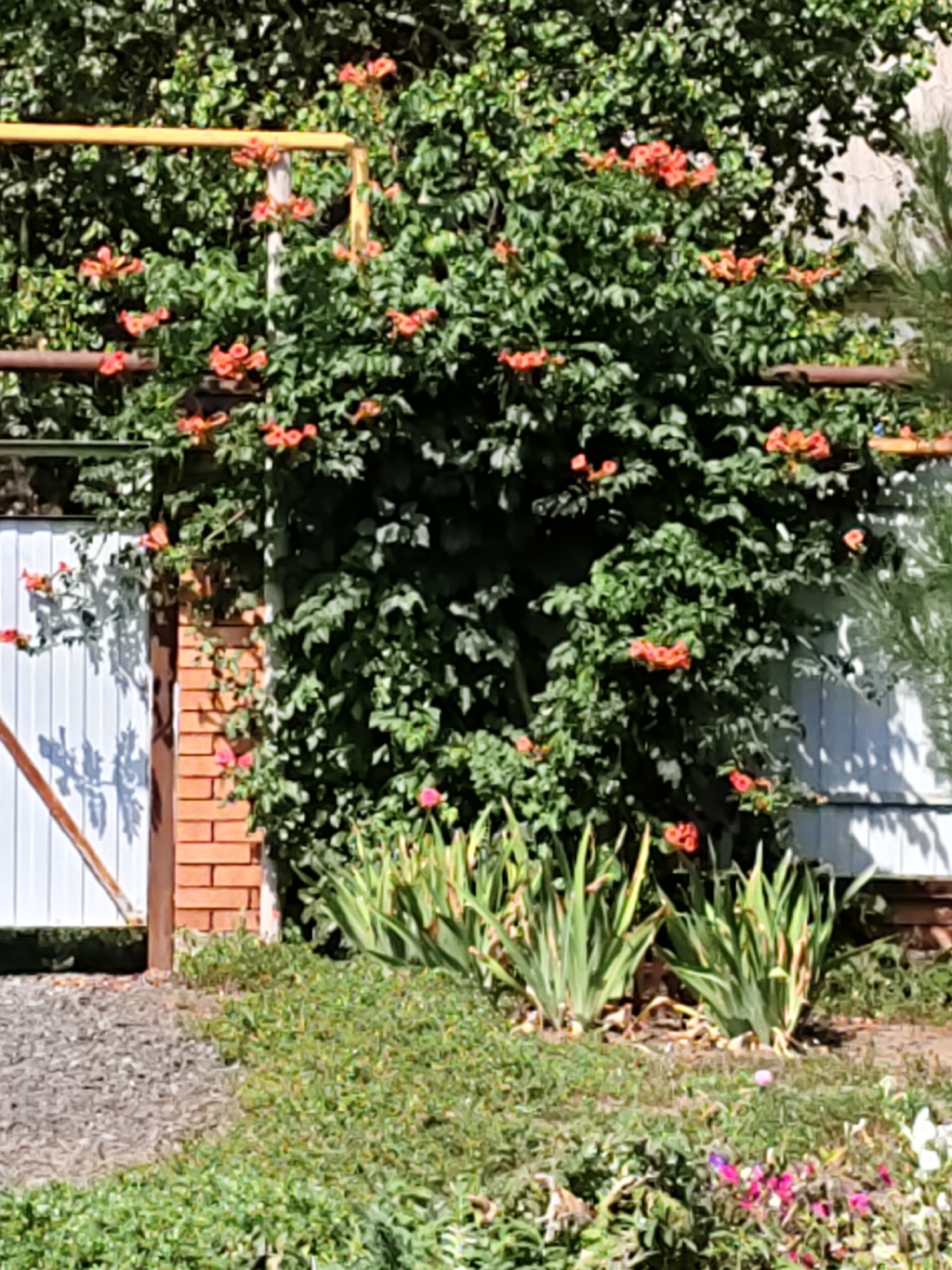 In Nizhnedonskoy, Russia, a close-up shot captures a vibrant garden scene. A thick green bush, adorned with numerous bright orange trumpet-shaped flowers, dominates the frame. The bush climbs over a weathered brown fence and also partially covers a white wooden gate on the left side of the image. A brick pillar stands next to the gate, also partially covered by the flowering bush. In the foreground, green foliage and a patch of gravel are visible, with several tall, spiky green plants interspersed with small pink and purple flowers. The background suggests a residential area with the white siding of a building and a portion of a brown roof.