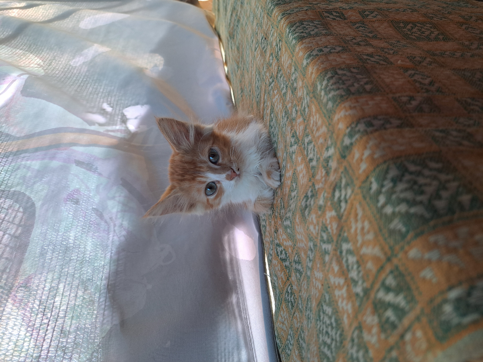 A ginger and white kitten is lying on a patterned fabric surface, likely a blanket or tablecloth, in the city of Vypasne, Ukraine. The kitten is positioned in the center of the frame, facing slightly to the left, with its front paws tucked underneath its body. Its eyes are open, appearing light blue or grey. Behind the kitten, a sheer, light-colored curtain is visible, through which sunlight is filtering, creating diffused lighting and shadows. The fabric surface beneath the kitten features a repeating diamond pattern in shades of orange, green, and white. The background is out of focus, with the curtain and the light source being the most prominent elements. The image appears to be taken indoors or in a sheltered outdoor area, with the sunlight suggesting it is daytime.