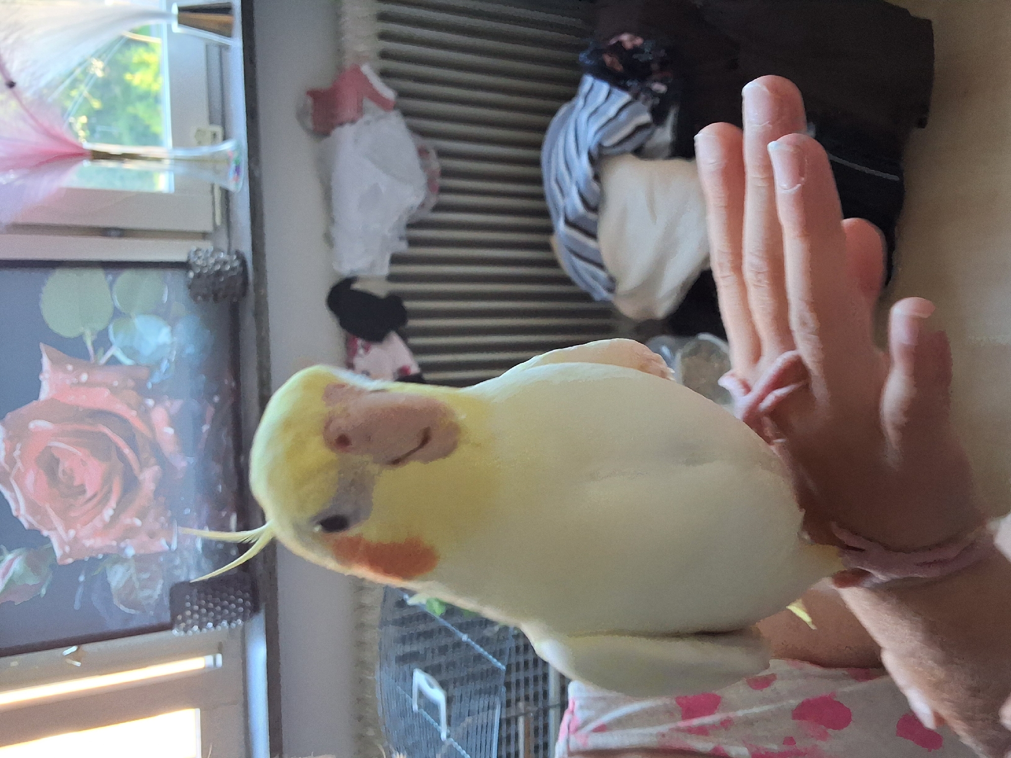 A cockatiel with yellow plumage and orange cheek patches is perched on a human hand. The bird's feet are gripping the fingers, and its beak is slightly open. The hand, belonging to a person wearing a pink and white patterned garment, is positioned in the foreground. In the background, a radiator is visible, draped with various clothing items, including striped and white fabrics. Behind the radiator, a window shows greenery outside, and a windowsill holds decorative vases and what appears to be a framed picture of roses. The overall setting suggests an indoor environment.