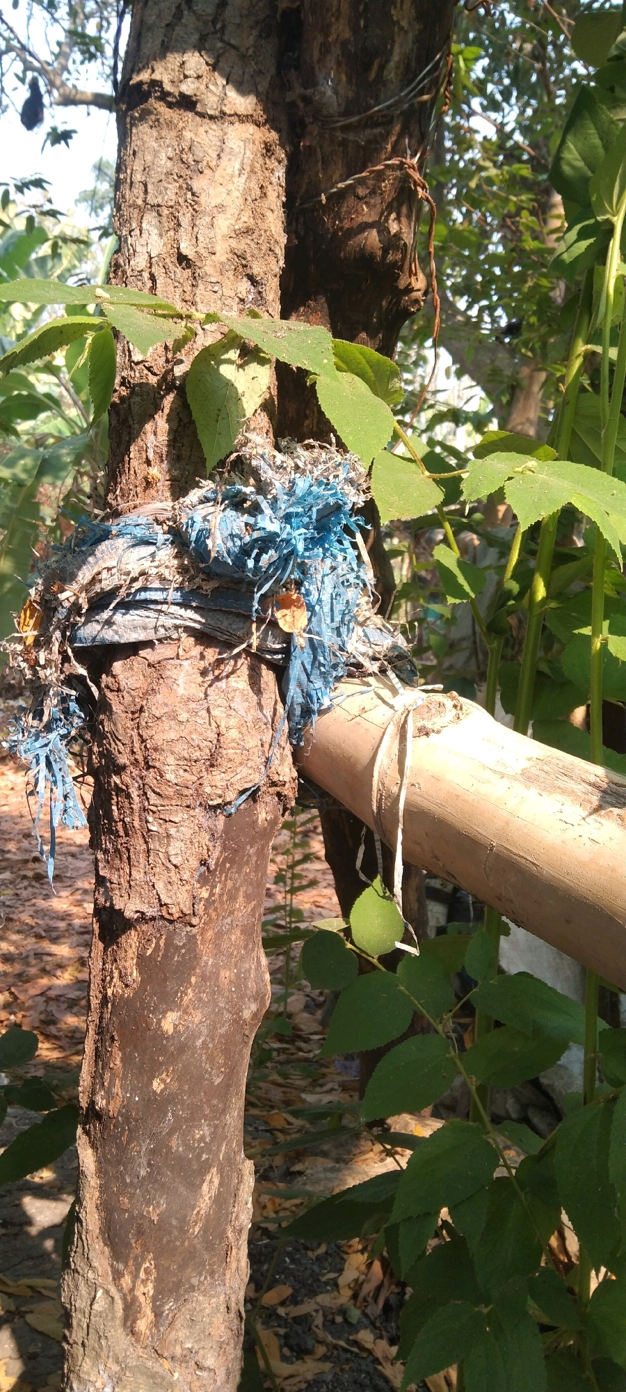 In Wadang, Indonesia, a tree trunk is wrapped with blue plastic material and secured with a light-colored rope. A bamboo pole is attached to the tree trunk by the same rope. The surrounding environment is characterized by foliage and fallen leaves.