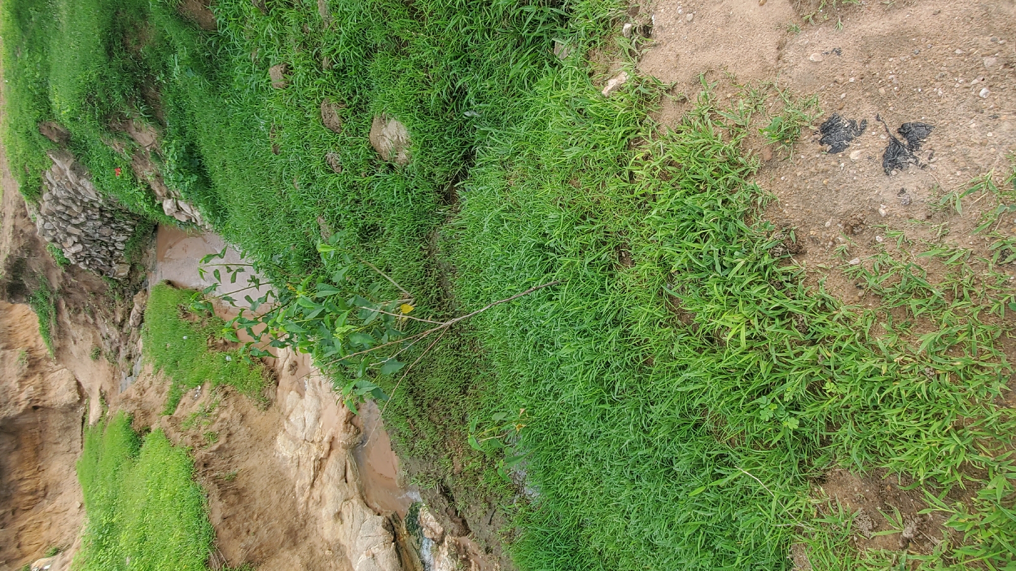 A narrow, muddy stream flows through a rocky, eroded landscape with grassy banks. A small, leafy sapling stands on the right bank, its thin branches reaching upwards. The ground in the foreground is sandy and covered with patches of green grass. The scene is a natural, outdoor environment.