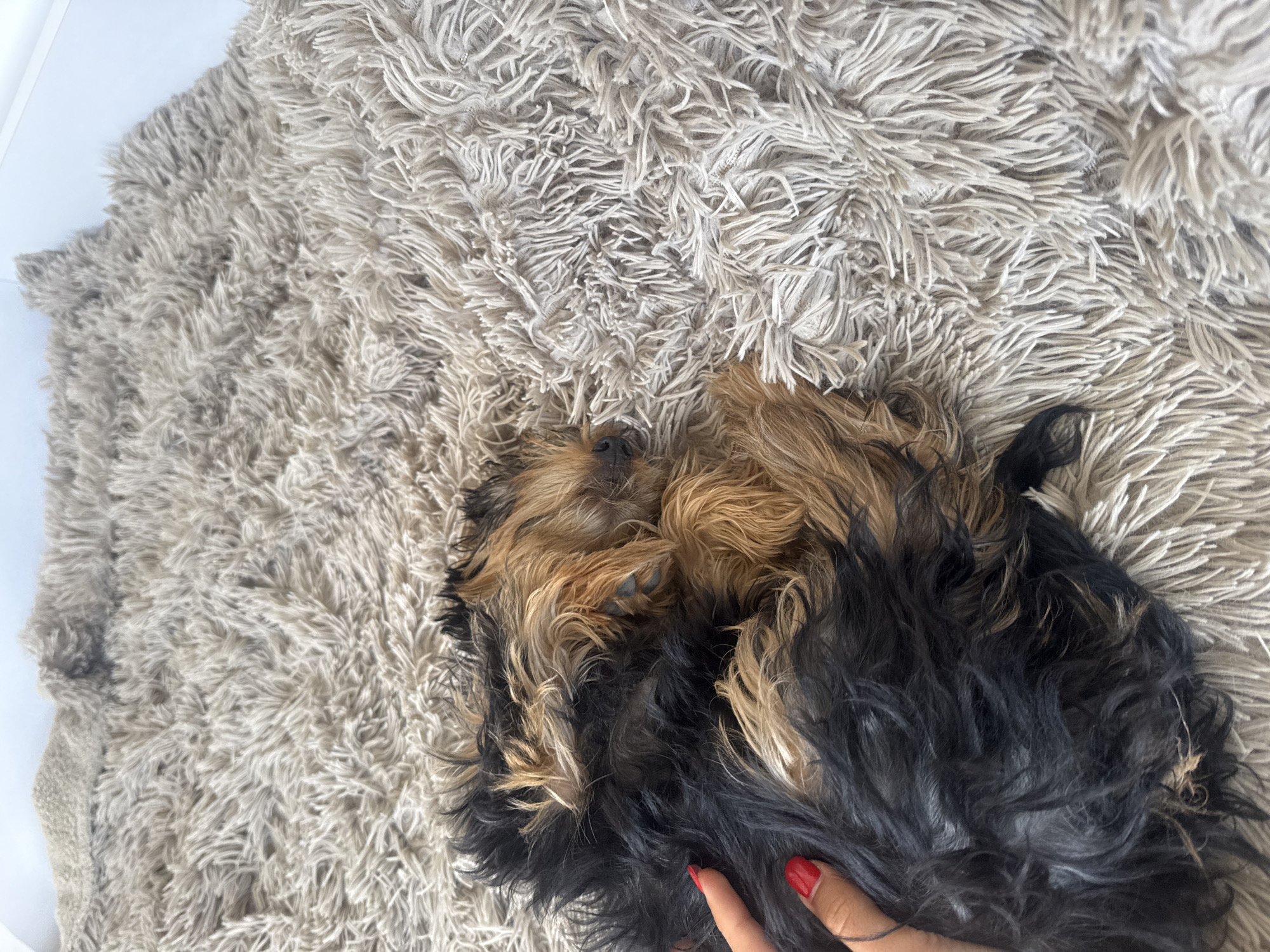 A tan and black Yorkshire Terrier dog lies on a beige shag rug. A hand with red nail polish is partially visible near the dog. Location: Unknown, Unknown.