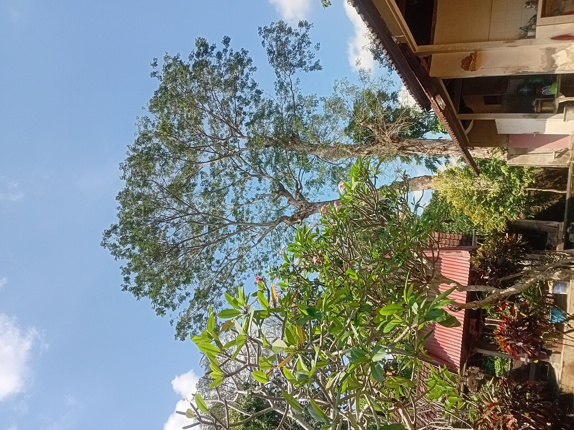 The image depicts a sunny outdoor scene, likely in Ubud District, Indonesia, with a clear blue sky dotted with scattered white clouds. In the foreground, lush green foliage from several trees dominates the left side of the frame. One tree features broad, light green leaves and a single pink flower. Behind it, a more mature tree with a gnarled trunk stands tall, its branches covered in smaller green leaves.
To the right, a portion of a building with a dark tiled roof is visible. The building's exterior walls are a light, weathered color, and it appears to have an open-air section with some items on a counter. In the background, more trees and vegetation contribute to a natural, tropical ambiance. A small, rustic structure with a corrugated red roof is nestled among the plants in the mid-ground. No people are present in the scene. The overall impression is of a peaceful, natural setting within a populated area.