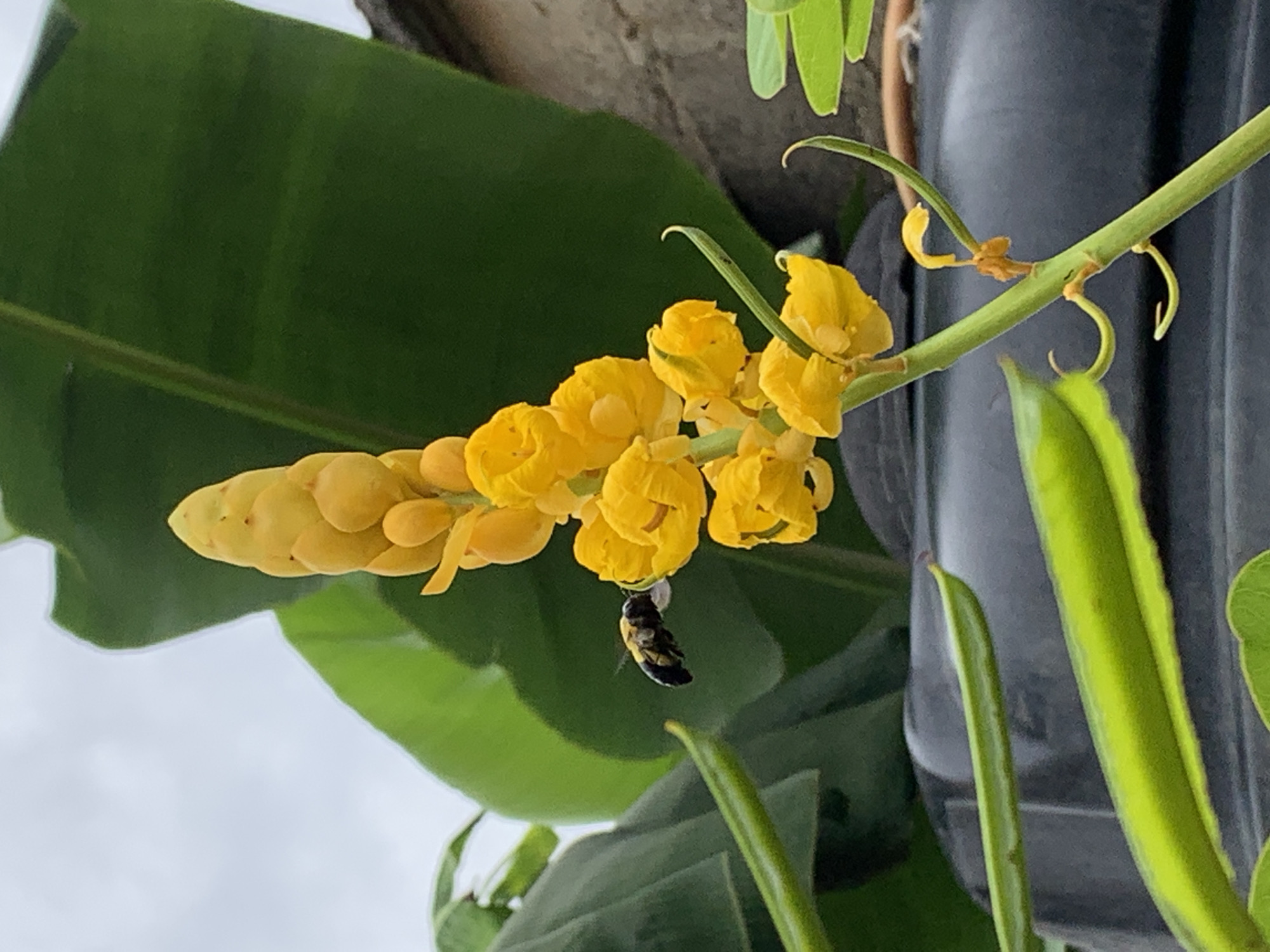 A close-up shot reveals a cluster of yellow flowers, likely candlestick senna, attached to a green stem. A black and yellow insect clings to one of the flowers. Large green leaves and a gray wall are visible in the background. This scene appears to be outdoors in a natural environment. The location is assumed to be Ikorodu, Nigeria.