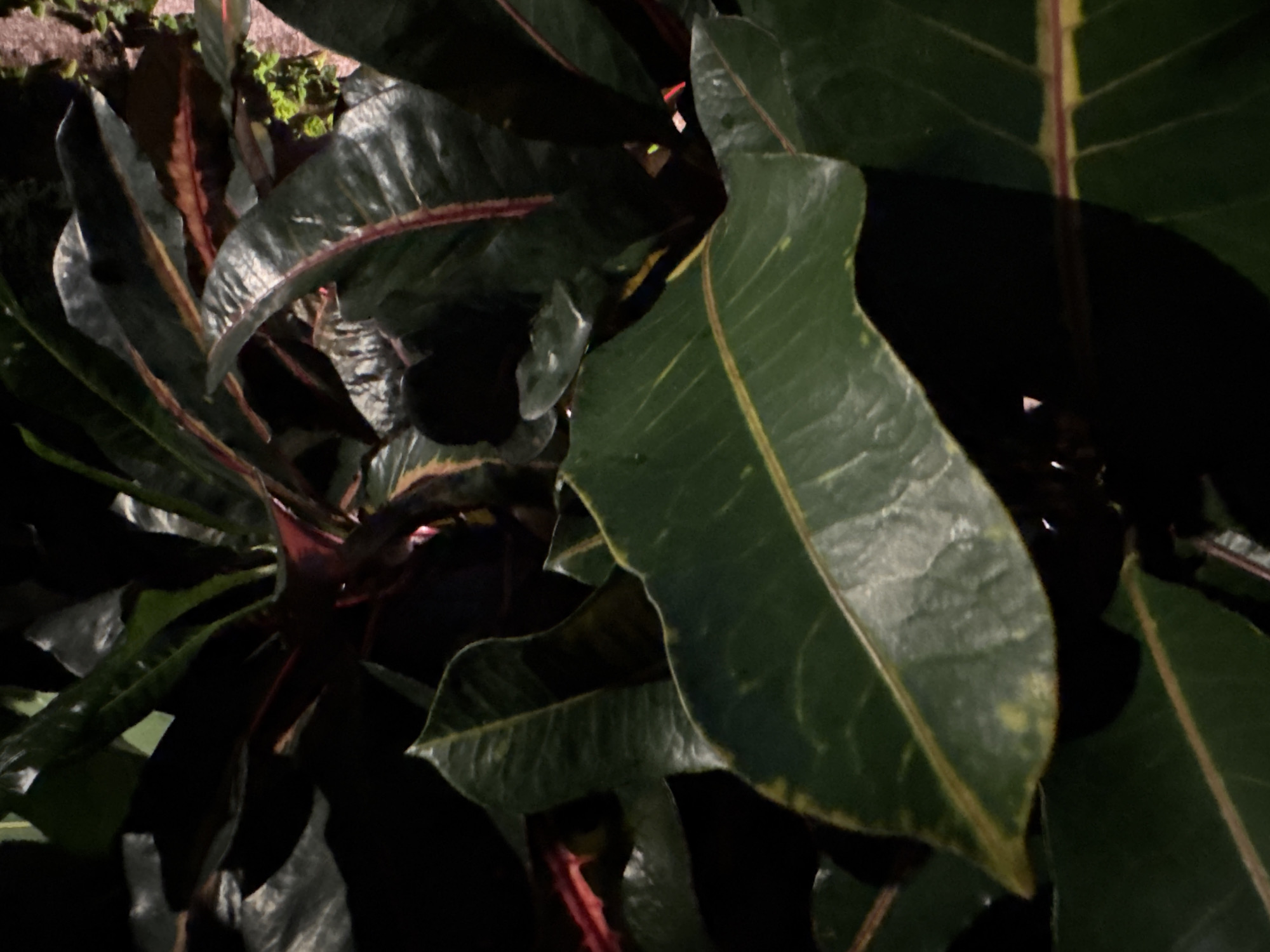 The image shows a close-up of croton plant leaves. Some leaves are dark green with red veins, while others are green with yellow veins. The scene appears to be dimly lit, with some areas obscured by shadow. The location is unspecified.