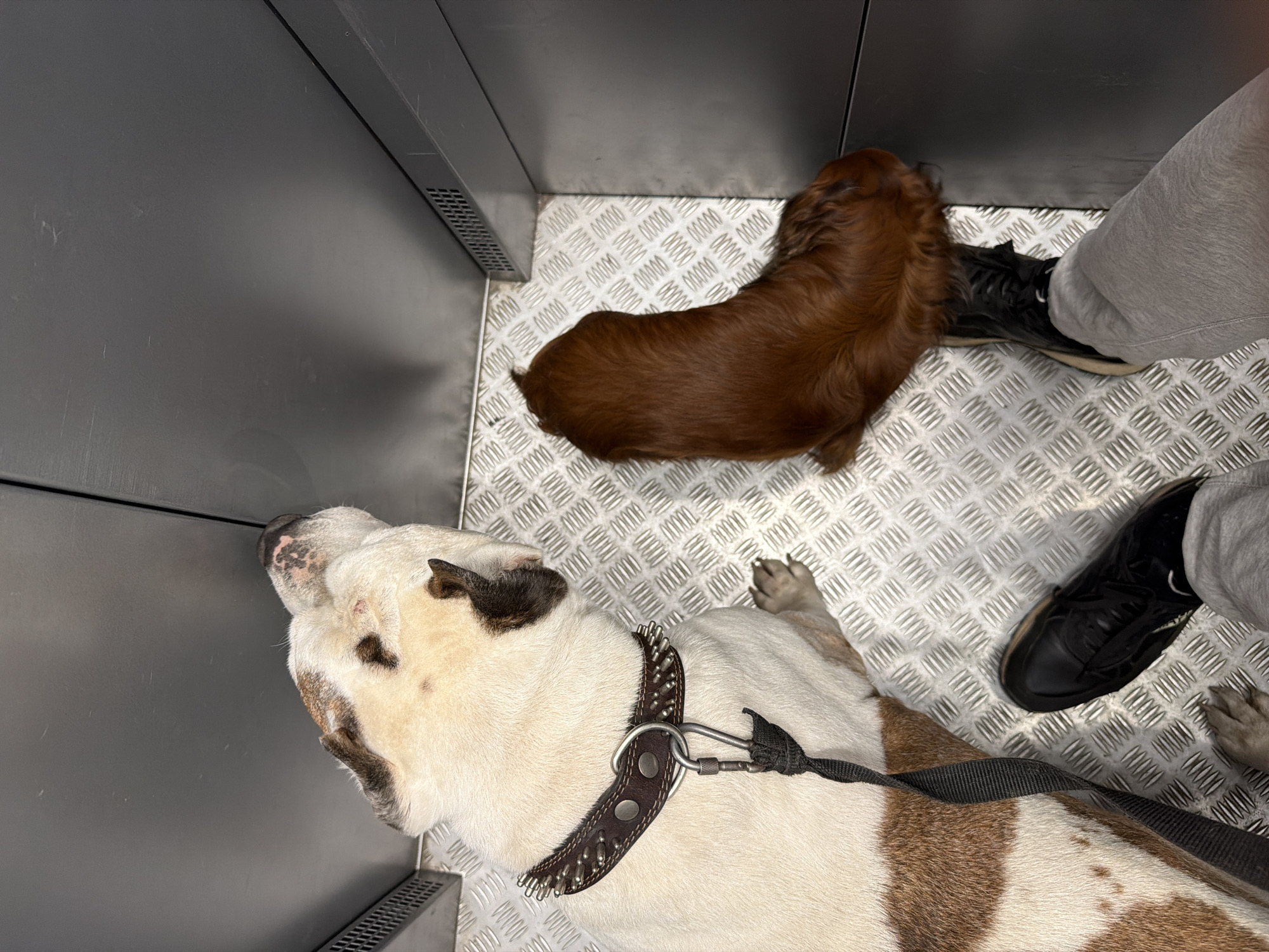 Inside a metal-walled elevator, two dogs and the feet of a person wearing gray sweatpants and black sneakers are visible. One dog, a smaller, long-haired brown dog, is positioned near the person's feet. The other dog is larger, predominantly white with brown patches, and is lying down with a spiked collar and a leash attached. The floor of the elevator is a diamond-plated metal surface. This image does not show any evidence to identify the location as Krasnoyarsk, Russia.